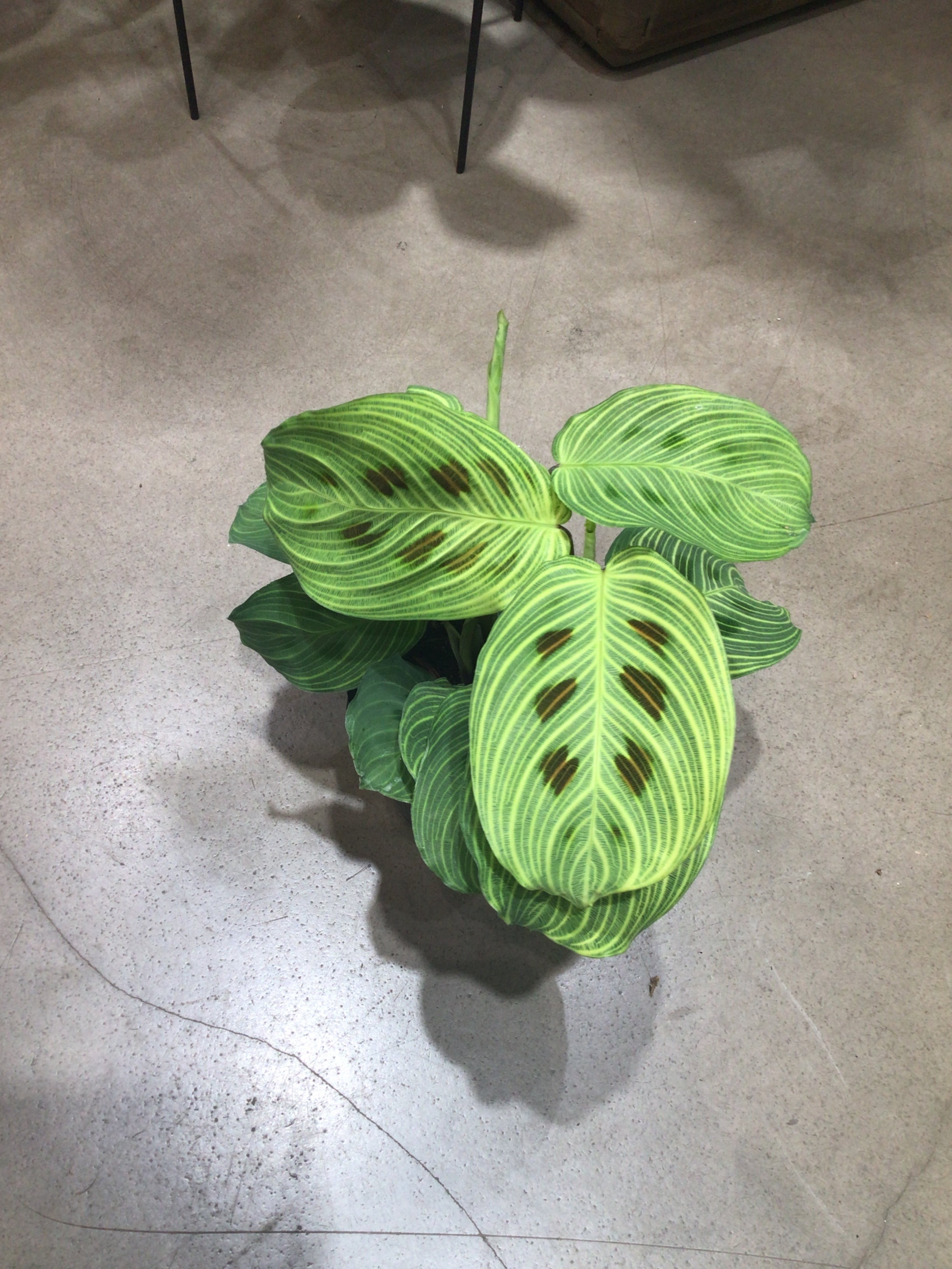 B フィロデンドロン キャラメルマーブル ファイヤータイガー