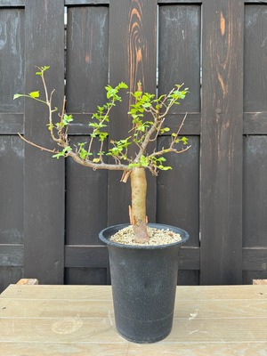 【新着】Bursera fagaroides【盆栽コーデックス】ブルセラ ファガロイデス