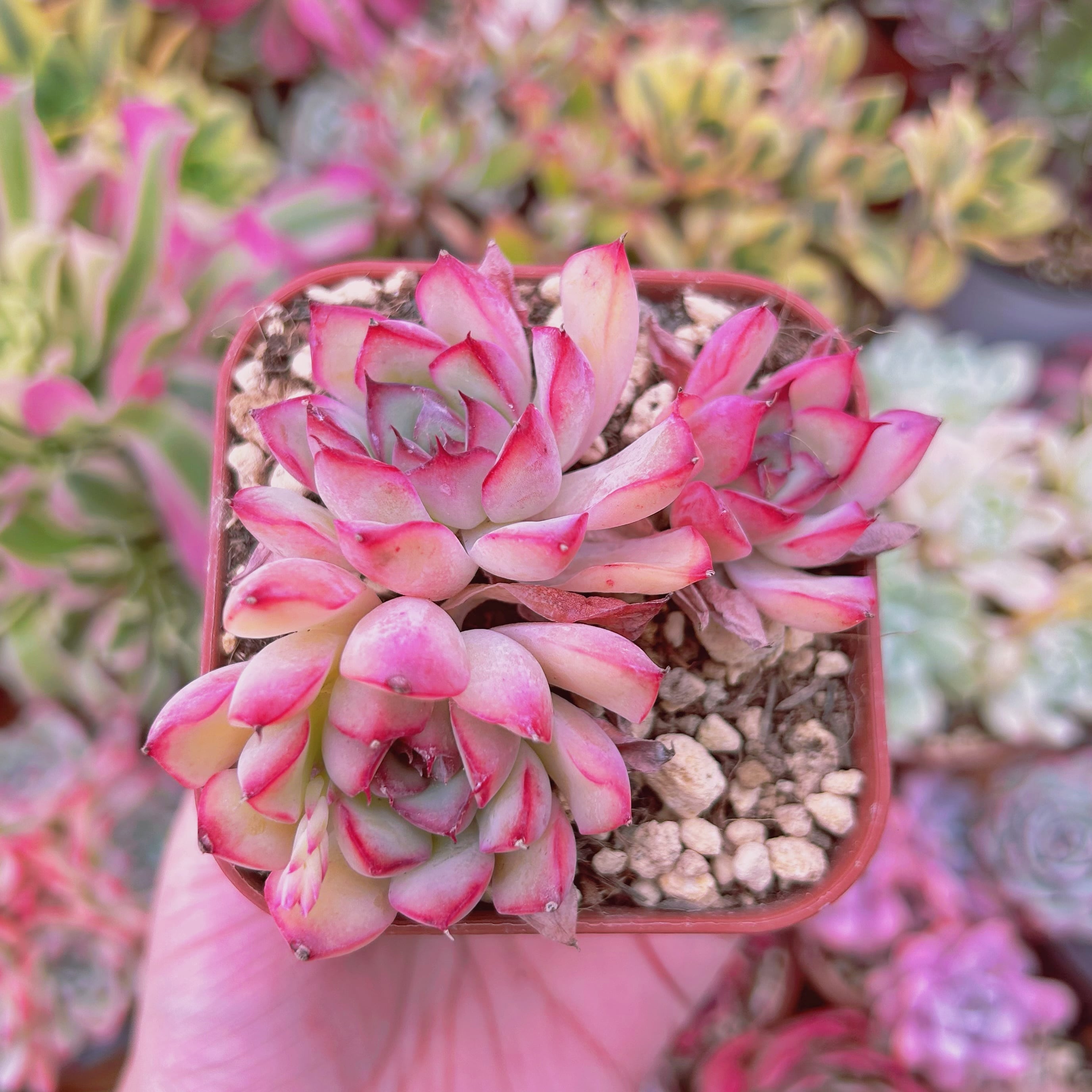 現物　多肉植物　Echeveria  さくらんぼ