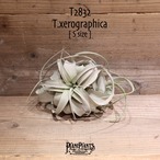 【送料無料】キセログラフィカ S〔エアプランツ〕現品発送T2832