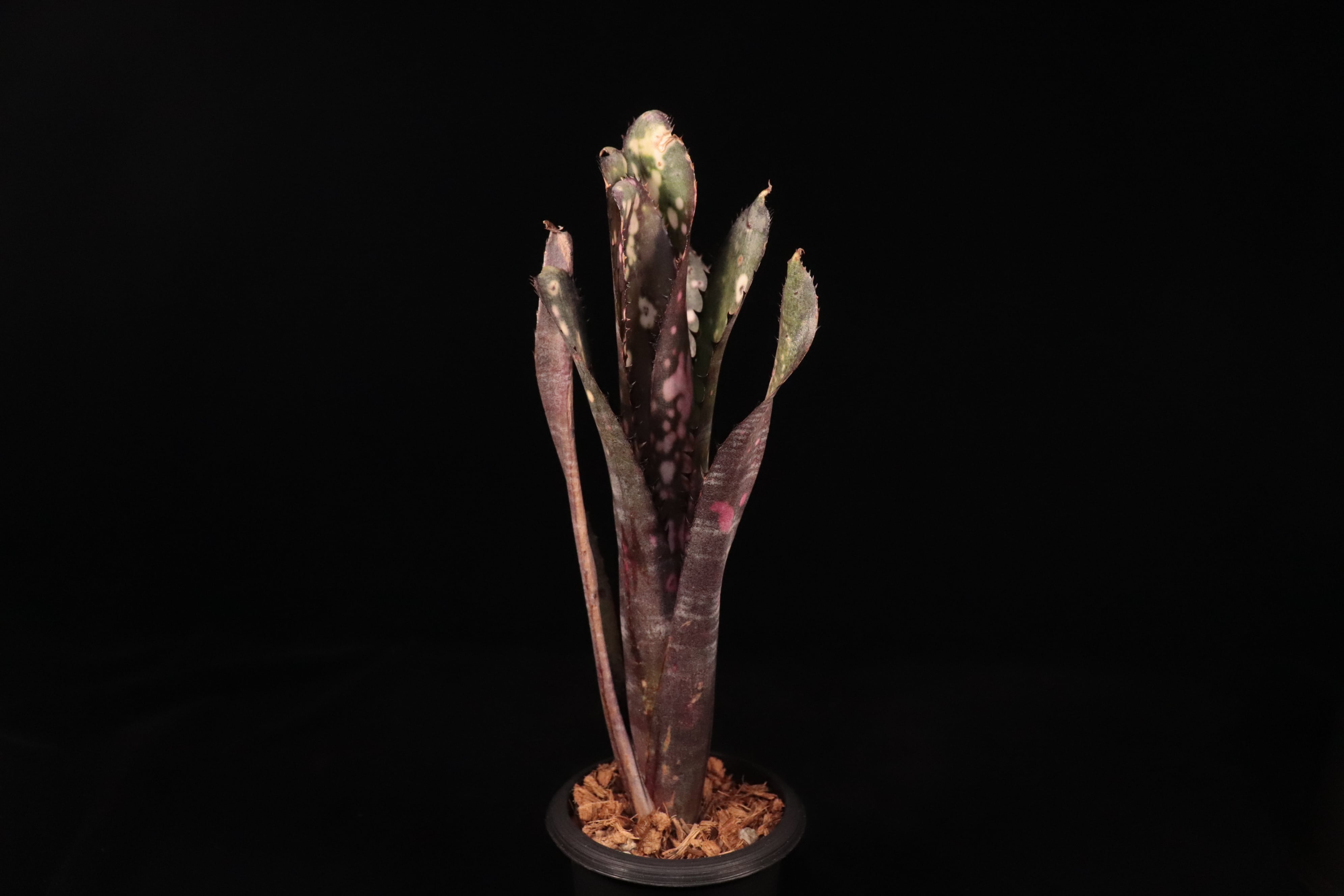 送料無料】Billbergia 'Kolan Purple Piranha'〔ビルベルギア〕現品