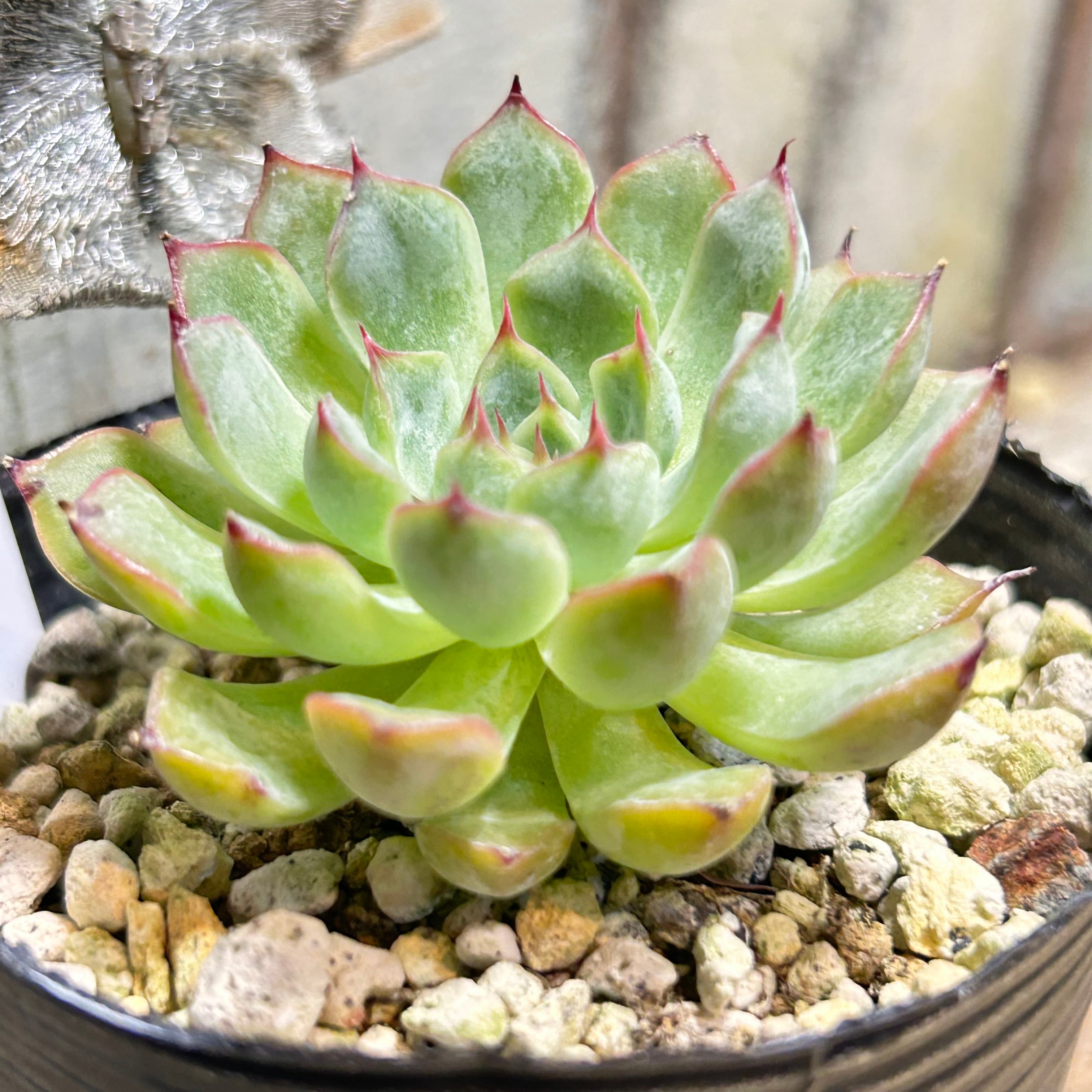 RuPo 多肉植物専門店
