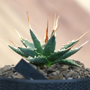 Agave utahensis eborispina アガベ エボリスピナ（実生3年） / 中株(3.5号鉢)/Lot.002