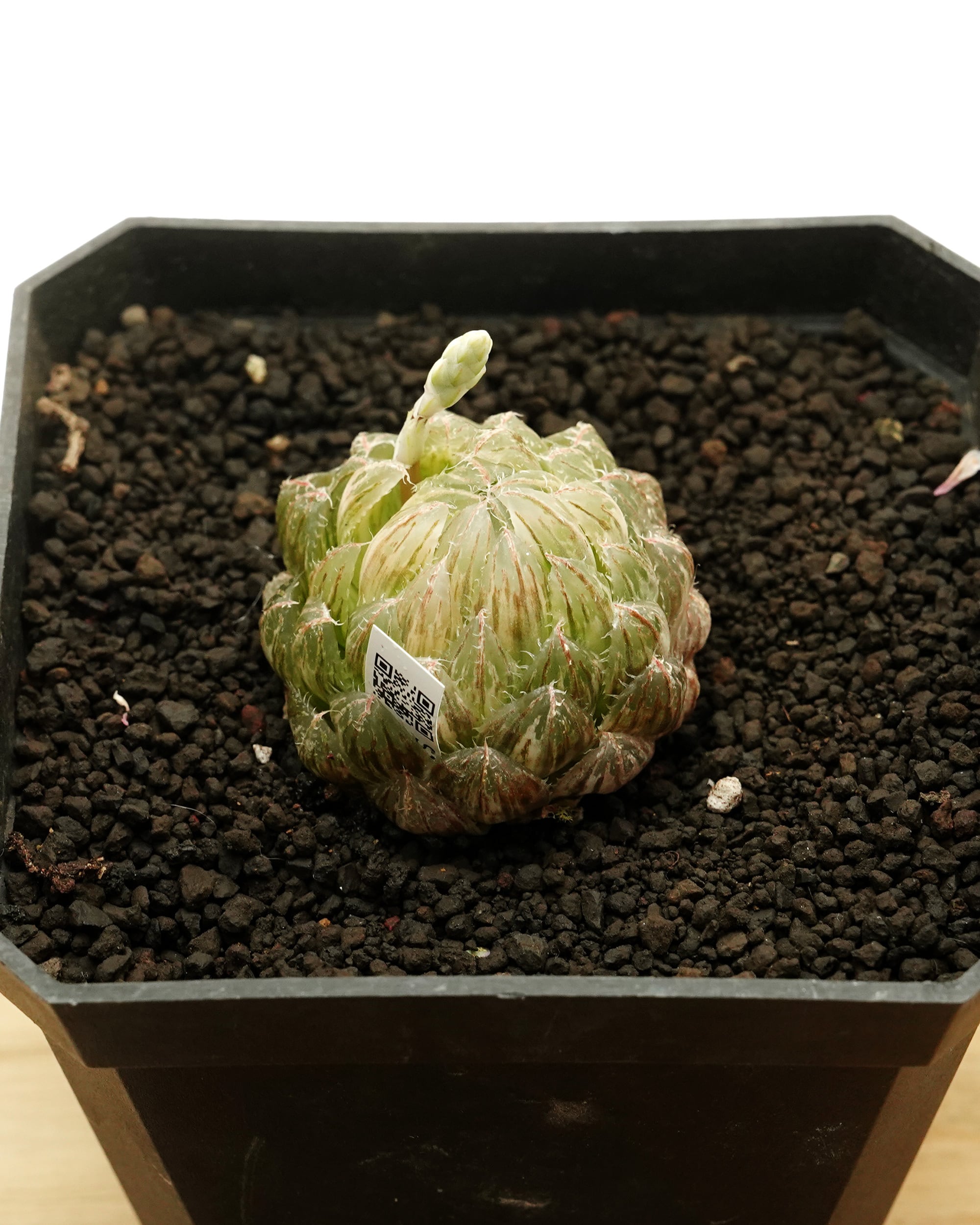 カット苗 ハオルチア 翠雲錦 Haworthia 'Emerald LED Variegated