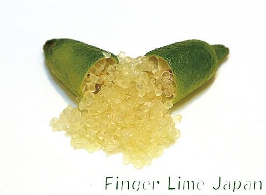 【大苗】フィンガーライム GREEN CRYSTAL グリーンクリスタル 2年生21㎝ポット【品種確定済み】【結実確認】【希少で貴重】