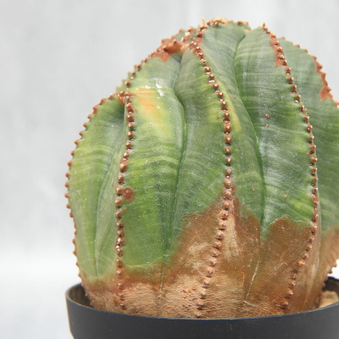 超厳選株 ユーフォルビア モンスト オベサ アウレア ラギット 木質化 大株 7cm Lighthouse Plants 海外実生株のオベサを中心に 輸入植物を扱うプランツ セレクトショップ