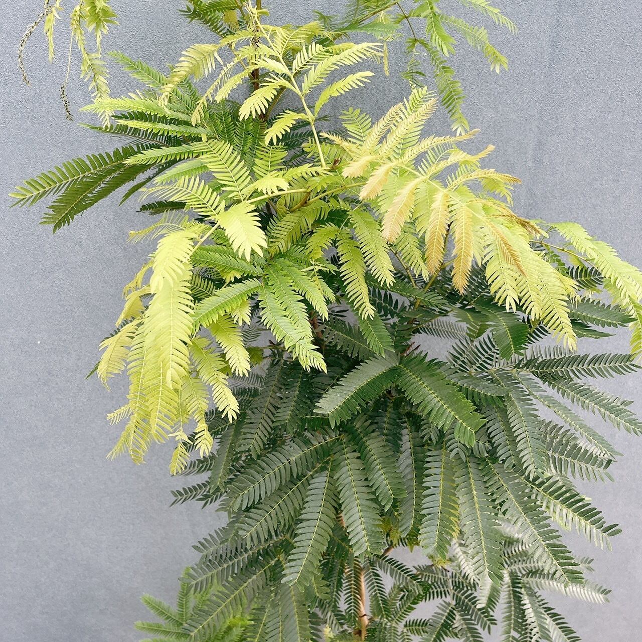 現品］2番 エバーフレッシュ 曲がり 8号 観葉植物 室内 大型 人気