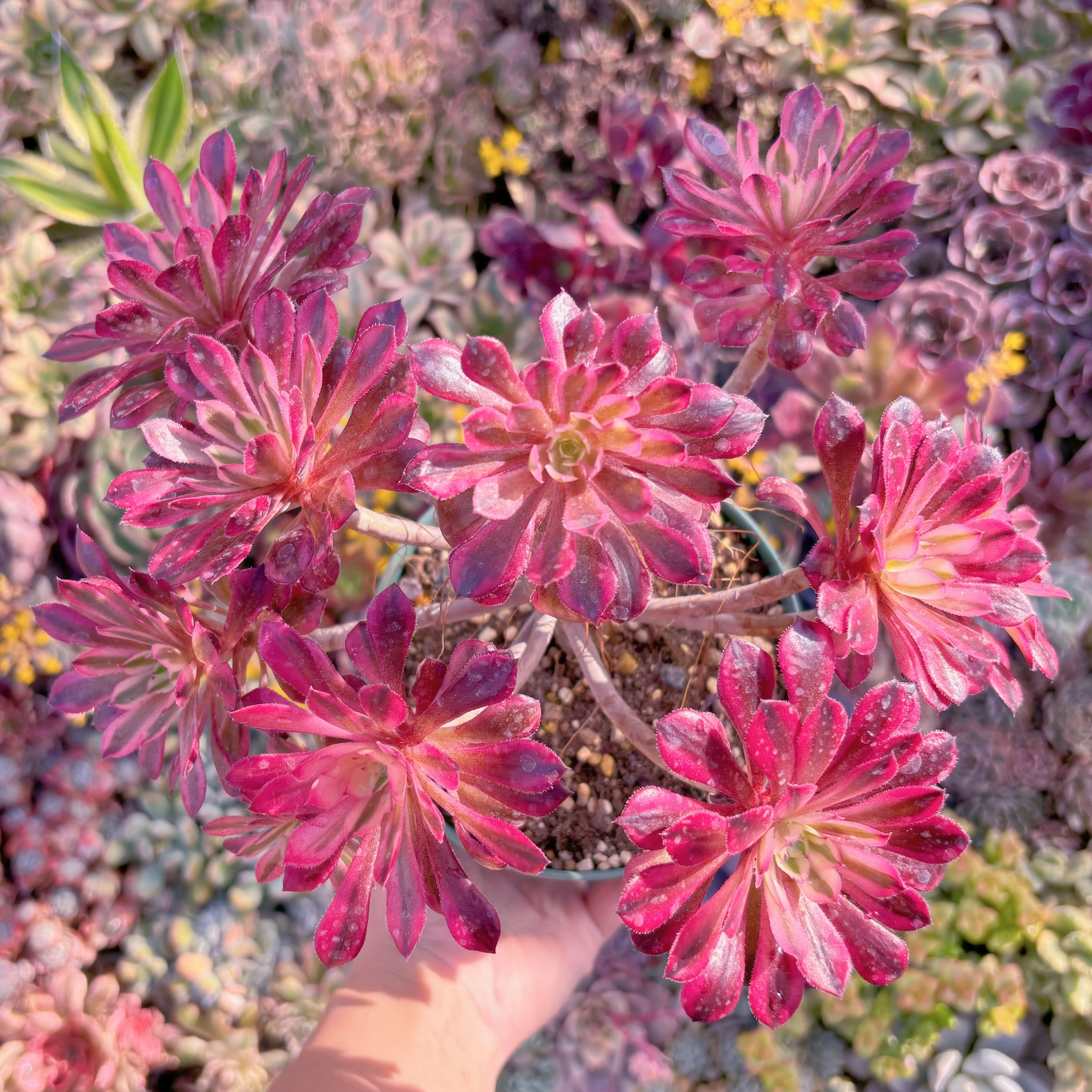 現品　ガーネット錦#M031　特大群生　新入荷　るる農園