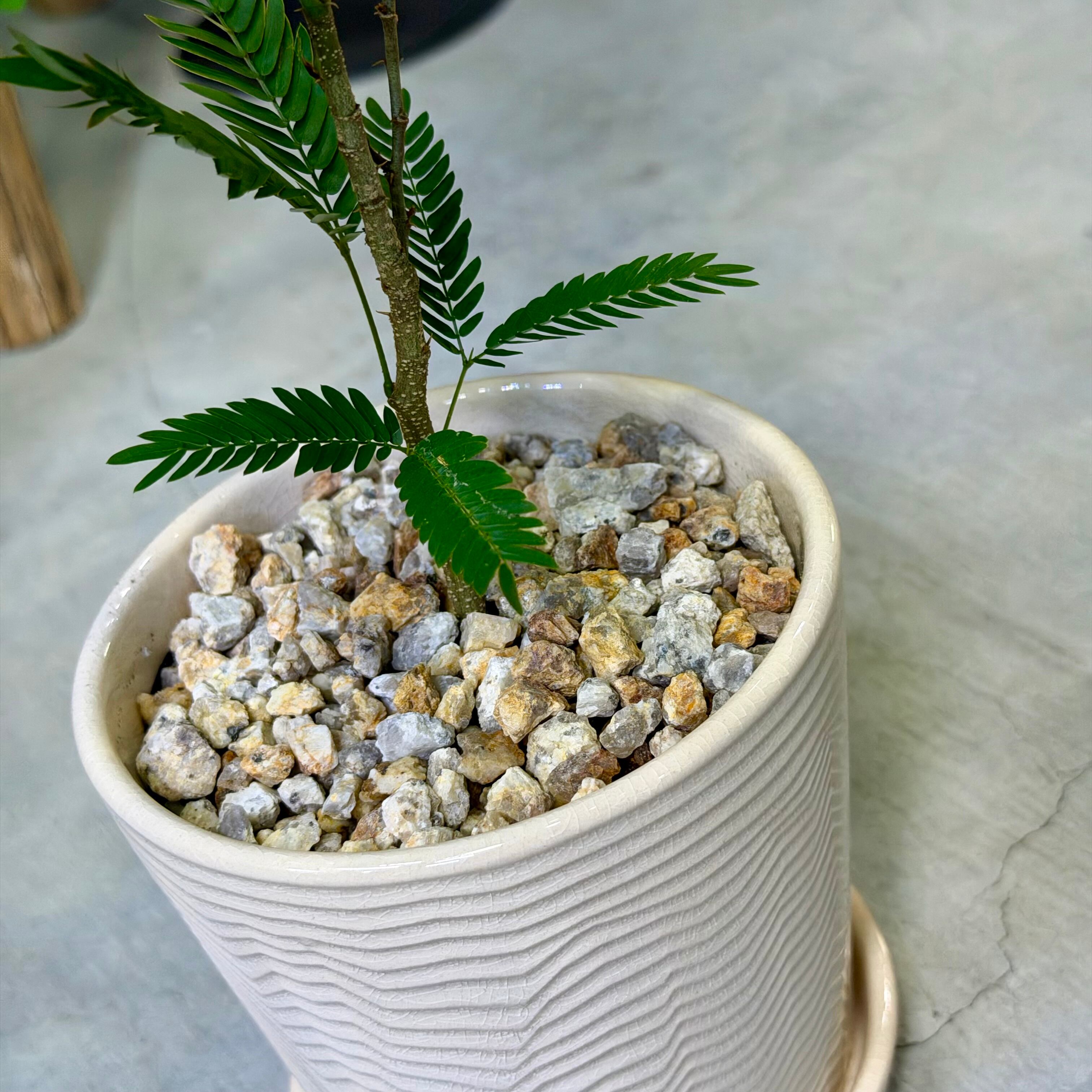 エバーフレッシュ | barrelplants_BONSAI