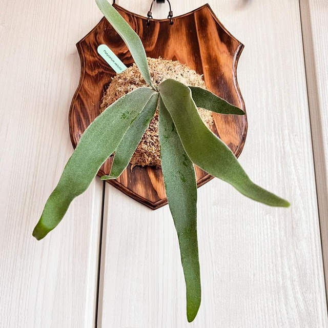 ビカクシダ ベイチー 板付 【観葉植物 壁掛け コウモリラン】