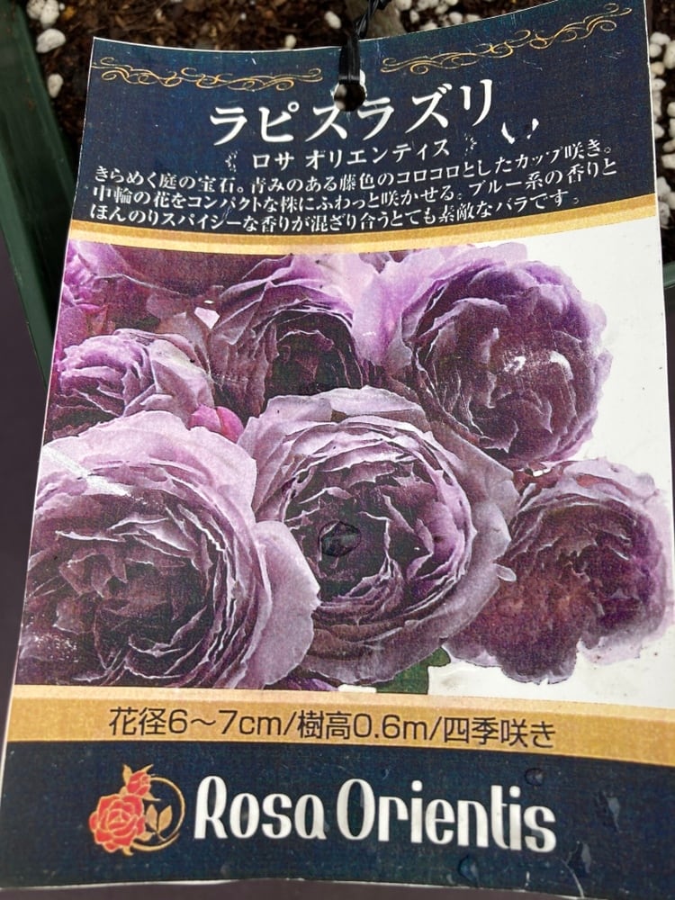 バラ苗 | 日本ライン花木センター バラ苗 | 日本ライン花木センター