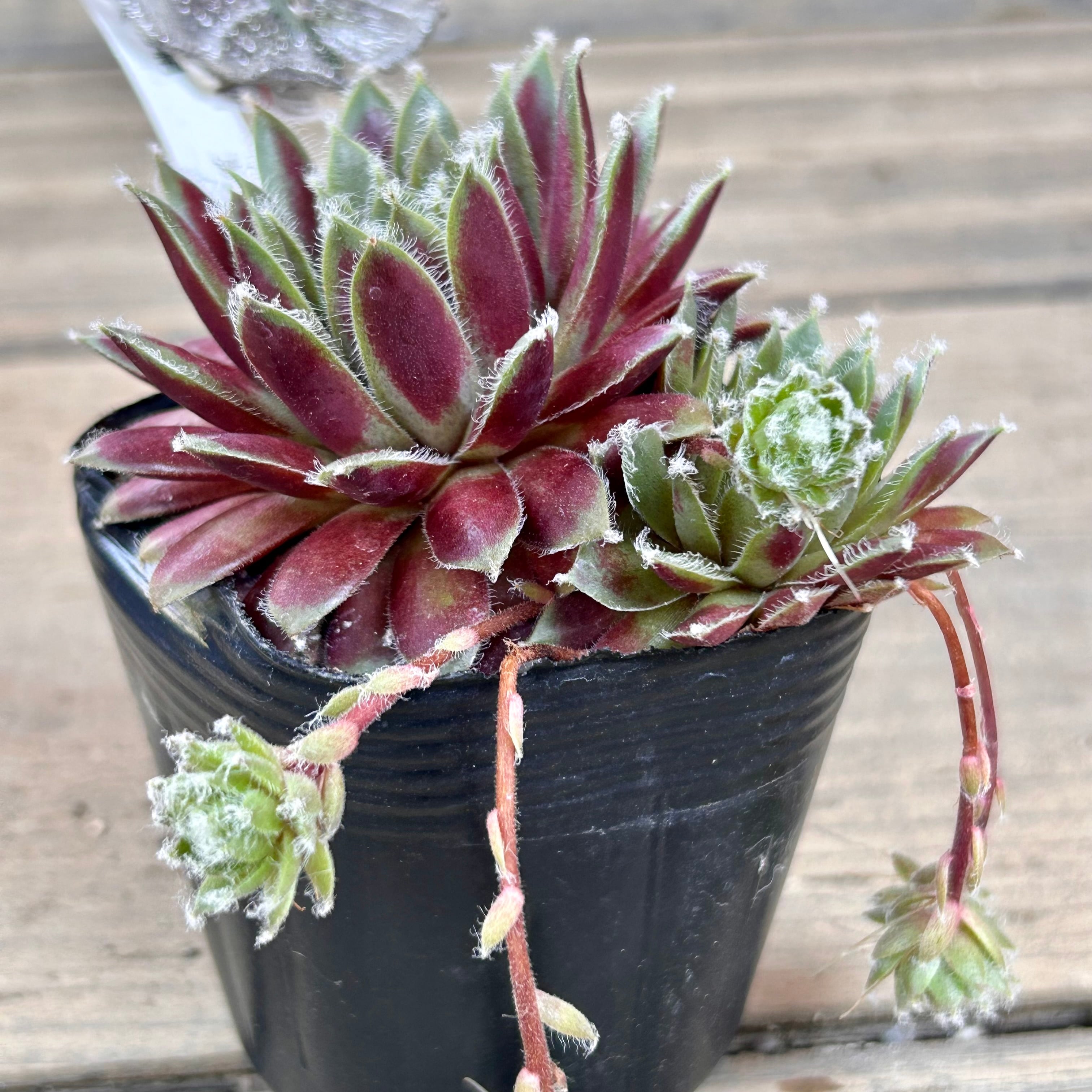 赤巻絹 センペルビウム | RuPo 多肉植物専門店