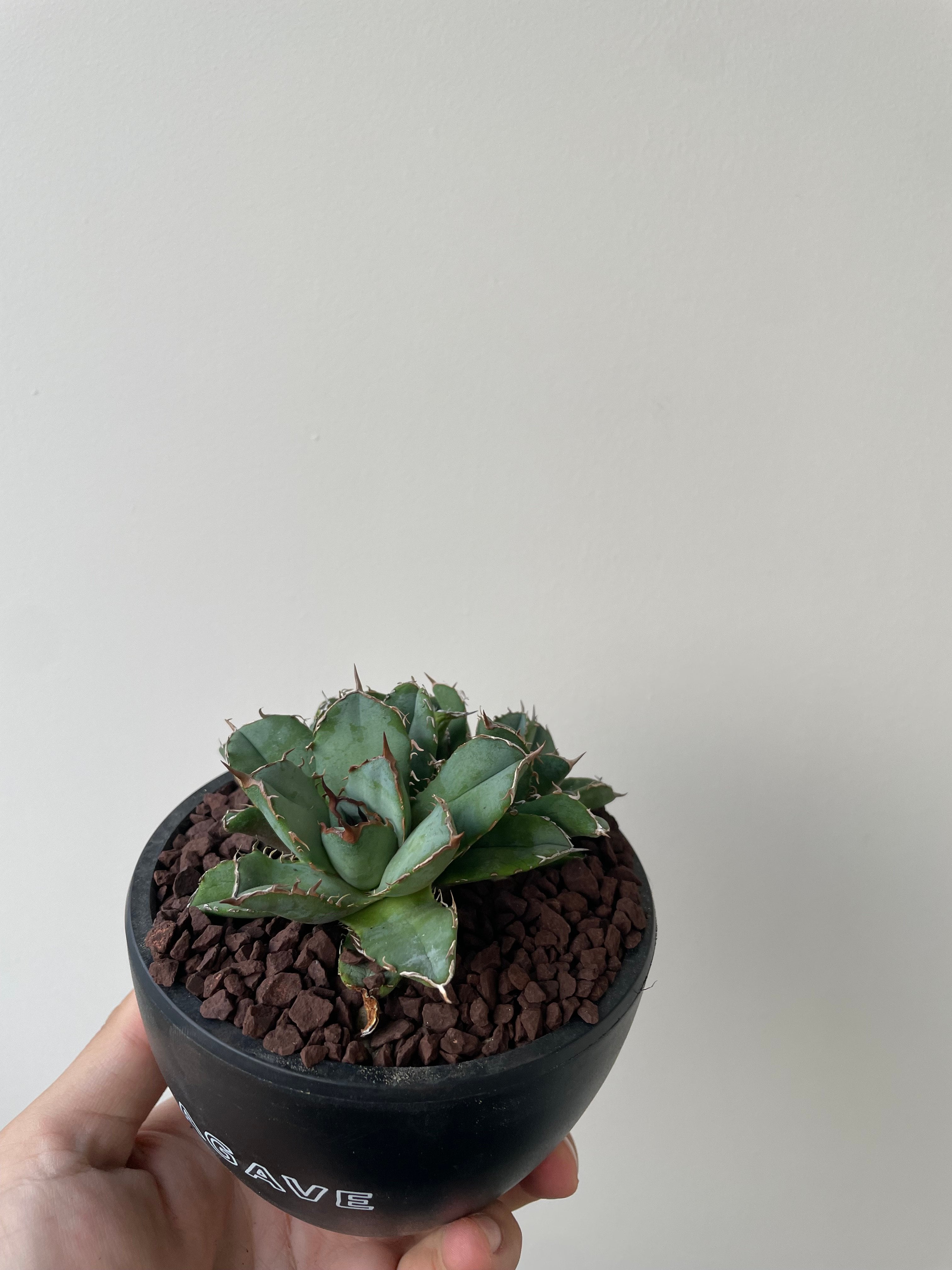新着】Agave titanota crested【多頭になる品種の子株】アガベ