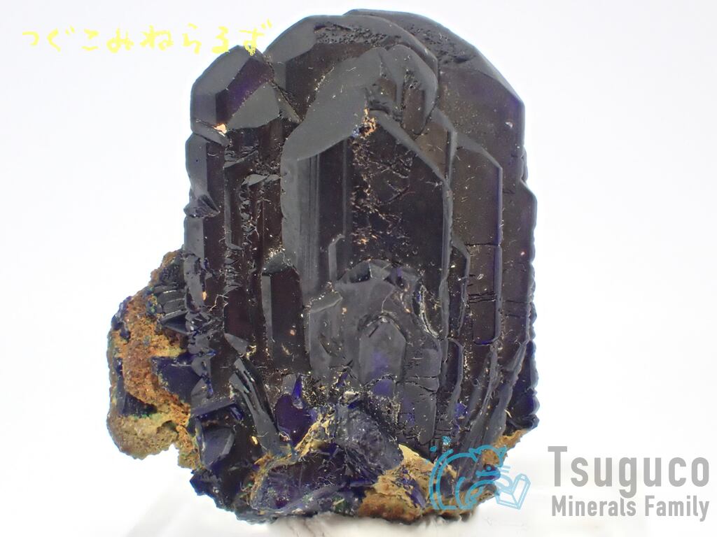 美麗標本　おまとめ　特価品 美麗標本おまとめ特価品