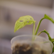 Monstera adansonii Mottled / モンステラ アダンソニー ミント㉝ / 観葉植物