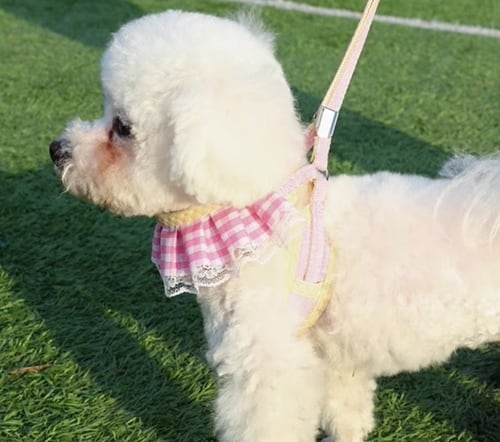 ドッグ 犬 小型犬 エクササイズ チョーカー リード リードセット