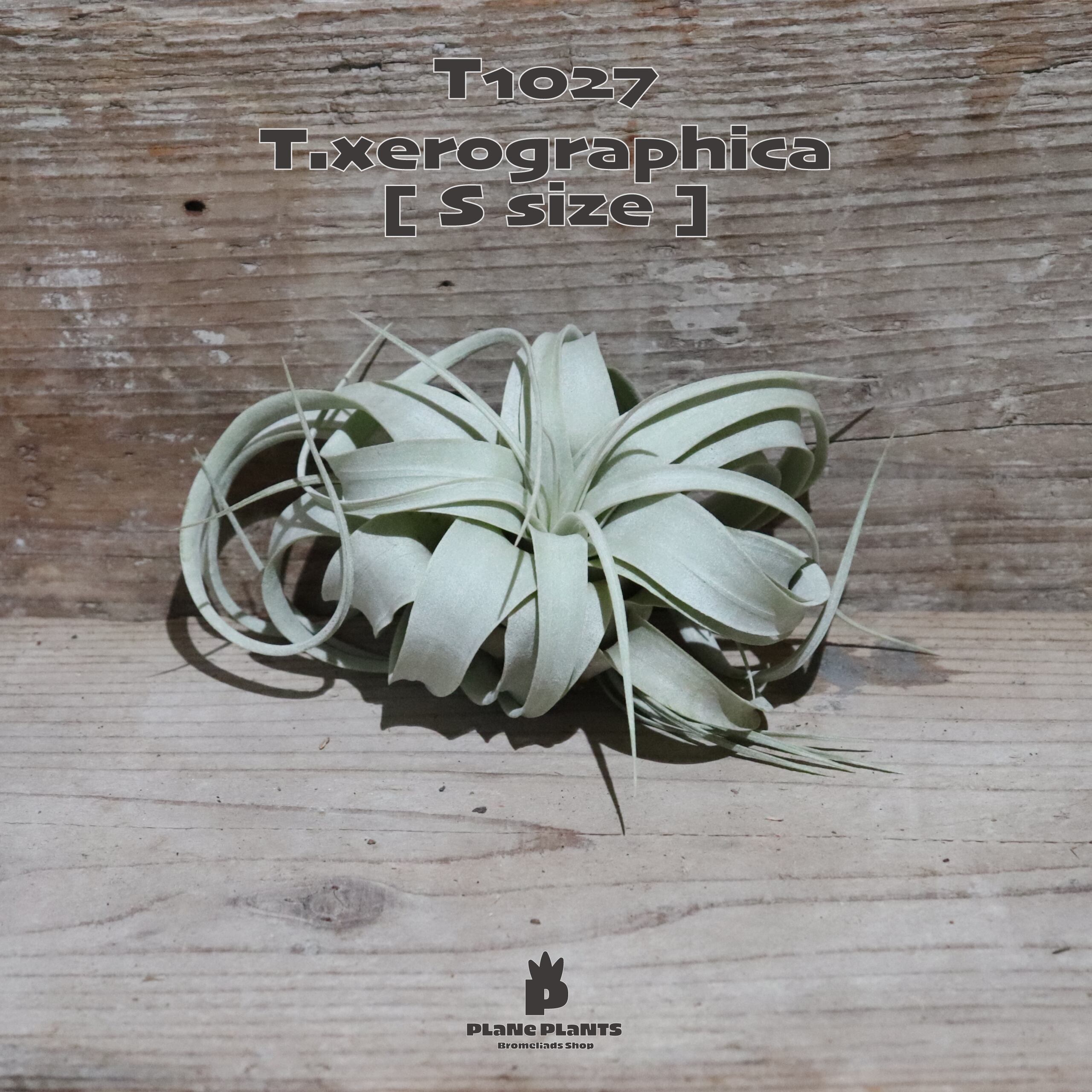 【送料無料】キセログラフィカ S〔エアプランツ〕現品発送T1027