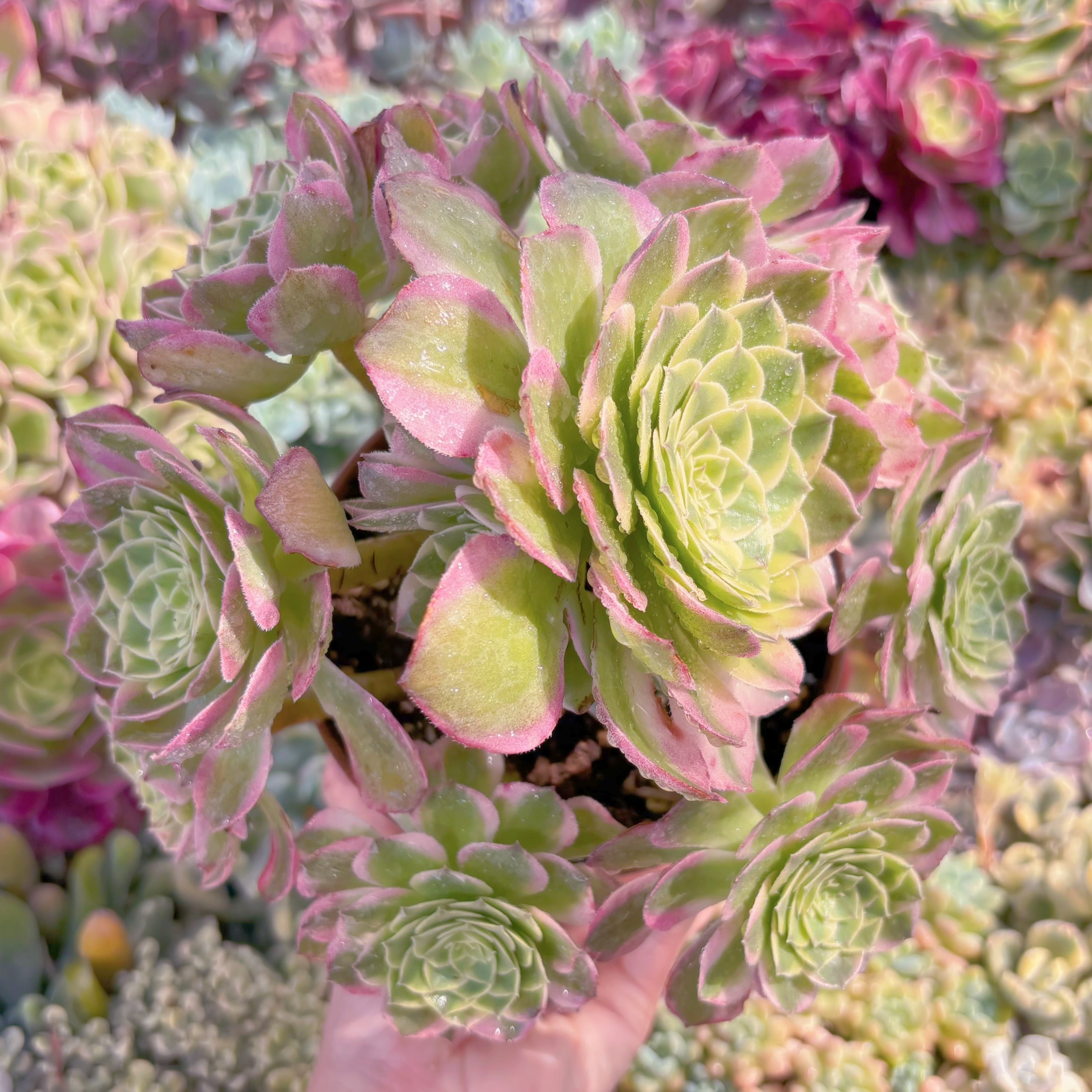 現品　Aeonium 海王#F242　特大群生　新入荷　るる農園