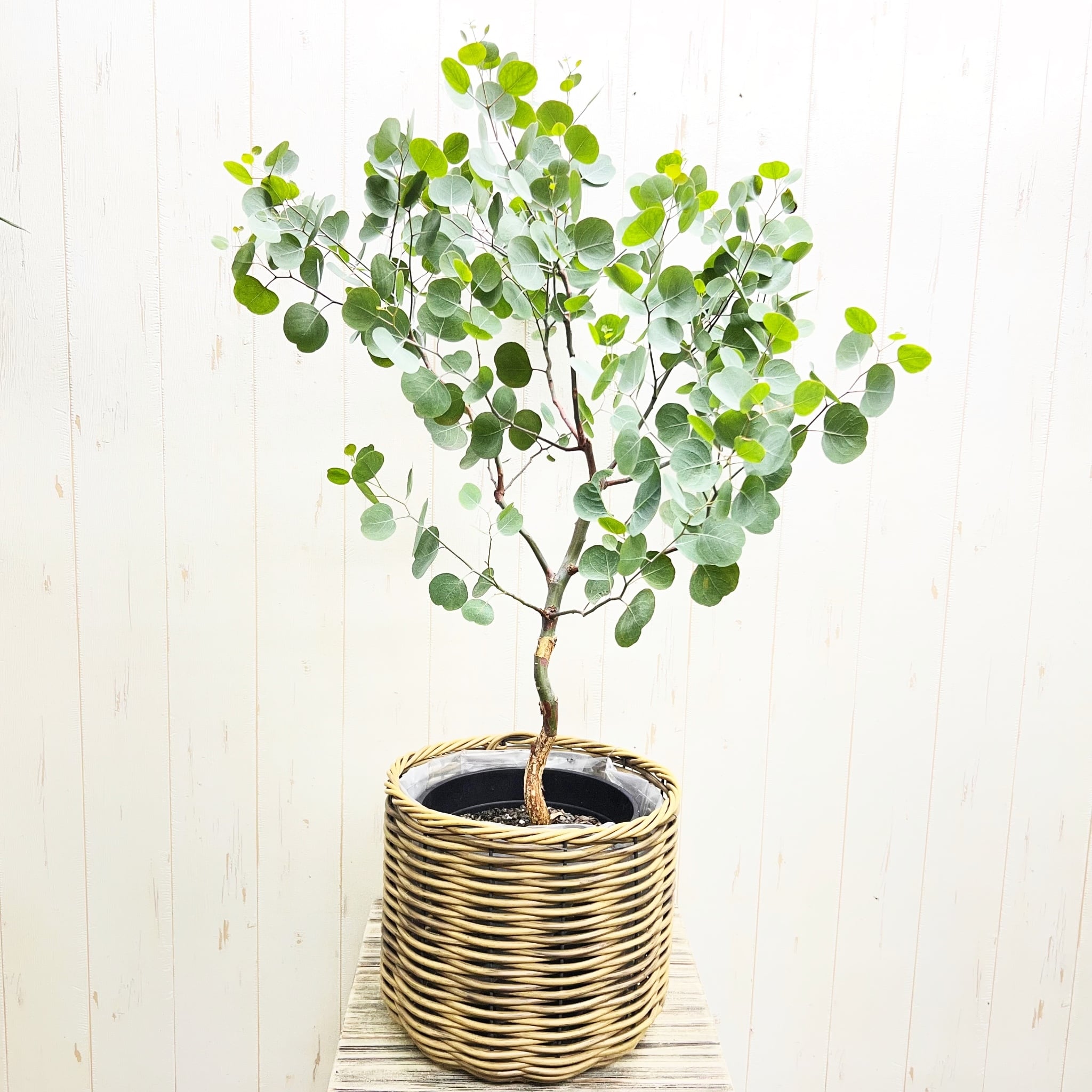 ユーカリポポラス　幹太株 厳選樹形 幹太め ユーカリ ポポラス | PLANTS SHOP OLIVE