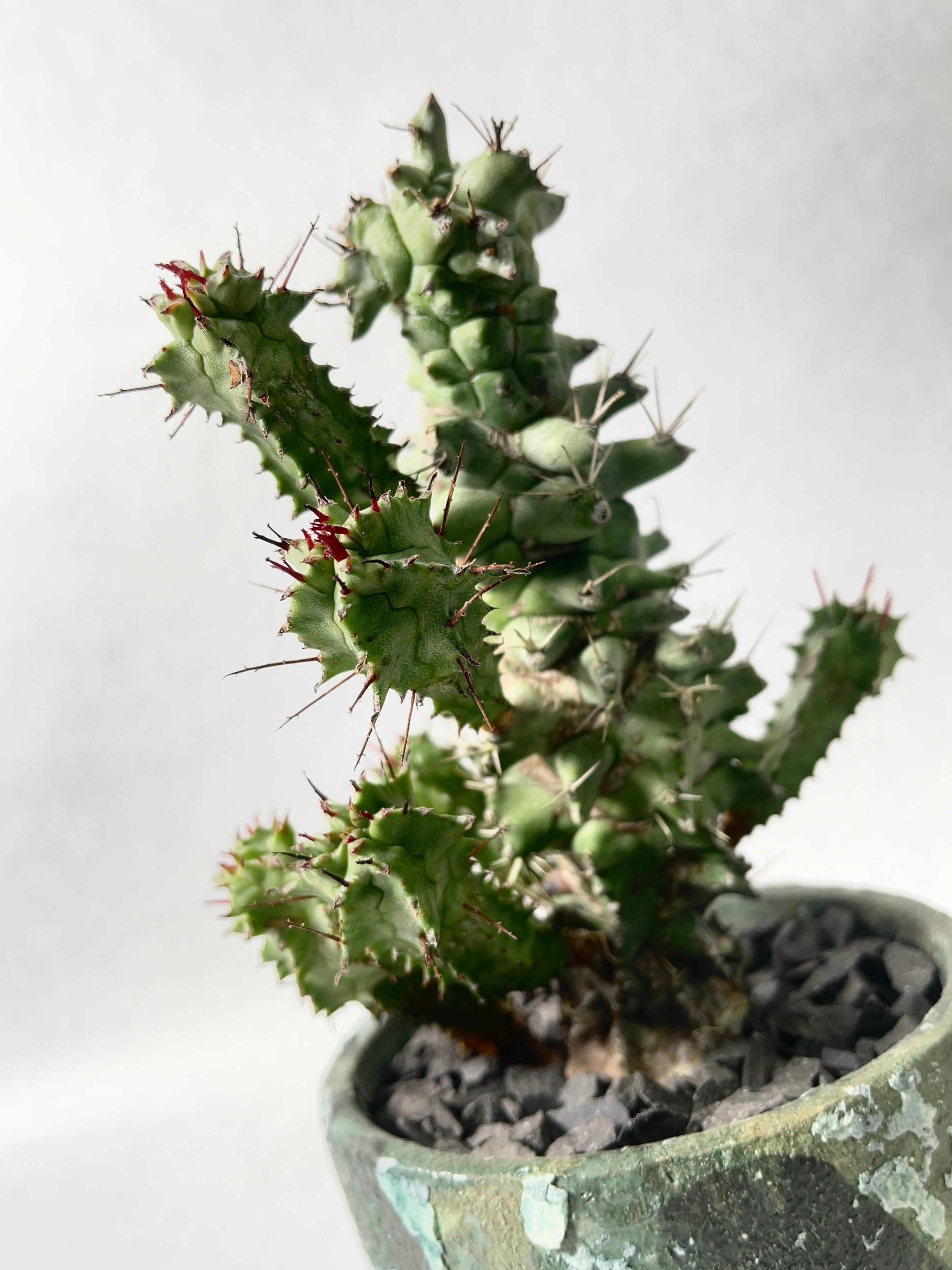 ユーフォルビア・ホリダモンスト | trigger