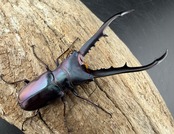 【美麗】《メタリフェルホソアカ亜種finae 72mm ペア》わたくわ氏ブリード個体