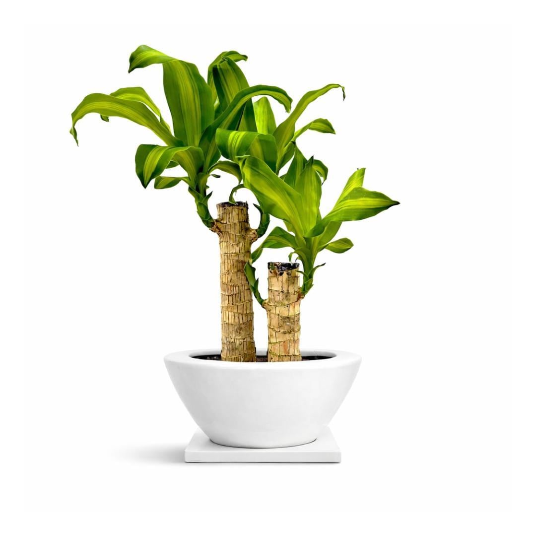 ドラセナ　室内観葉
植物　 流通少ない】ドラセナ ソングオブスリランカ 綺麗な 斑 観葉植物 室内