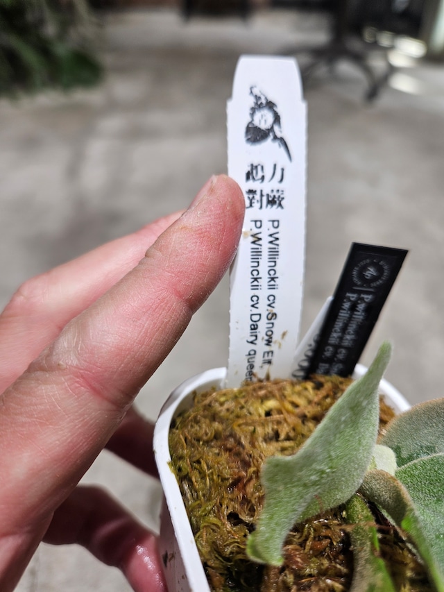 P.willinckii cv. Dairy Queen × P.willinckii Snow Elf Sporelings 【artPLANTs/PLANTS GARAGE 】ビカクシダ/Platycerium