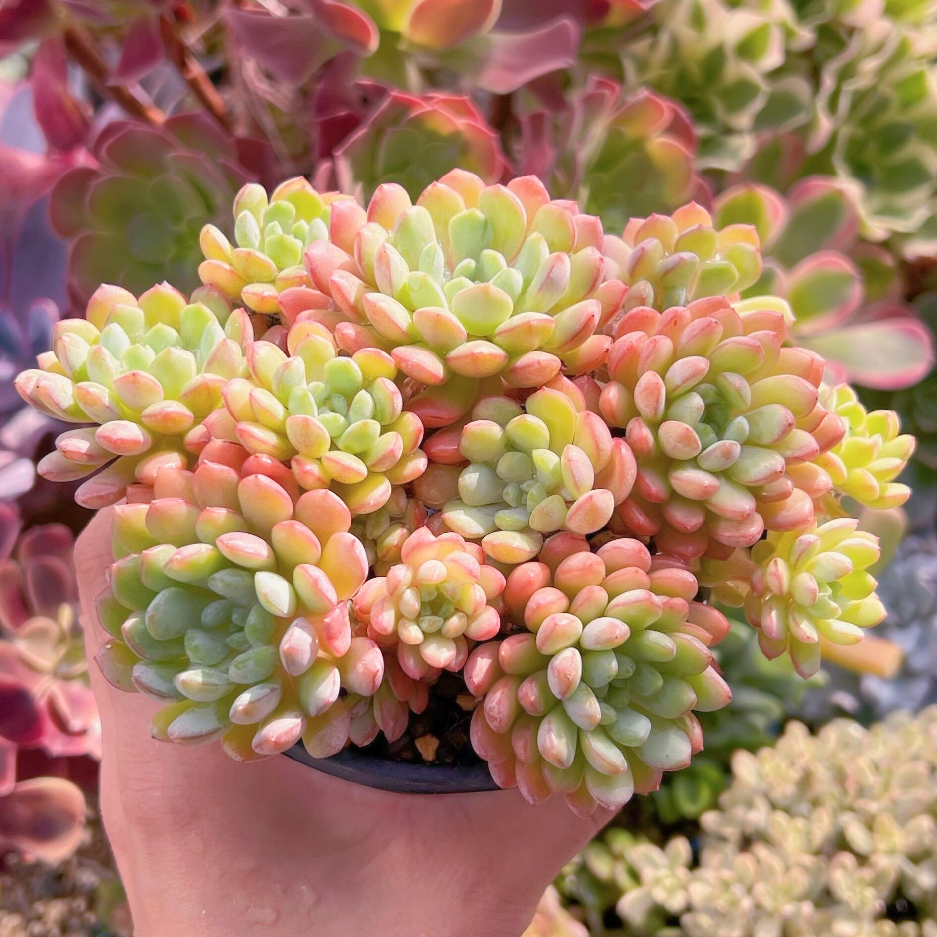 現品　萌豆#081　特大　るる農園