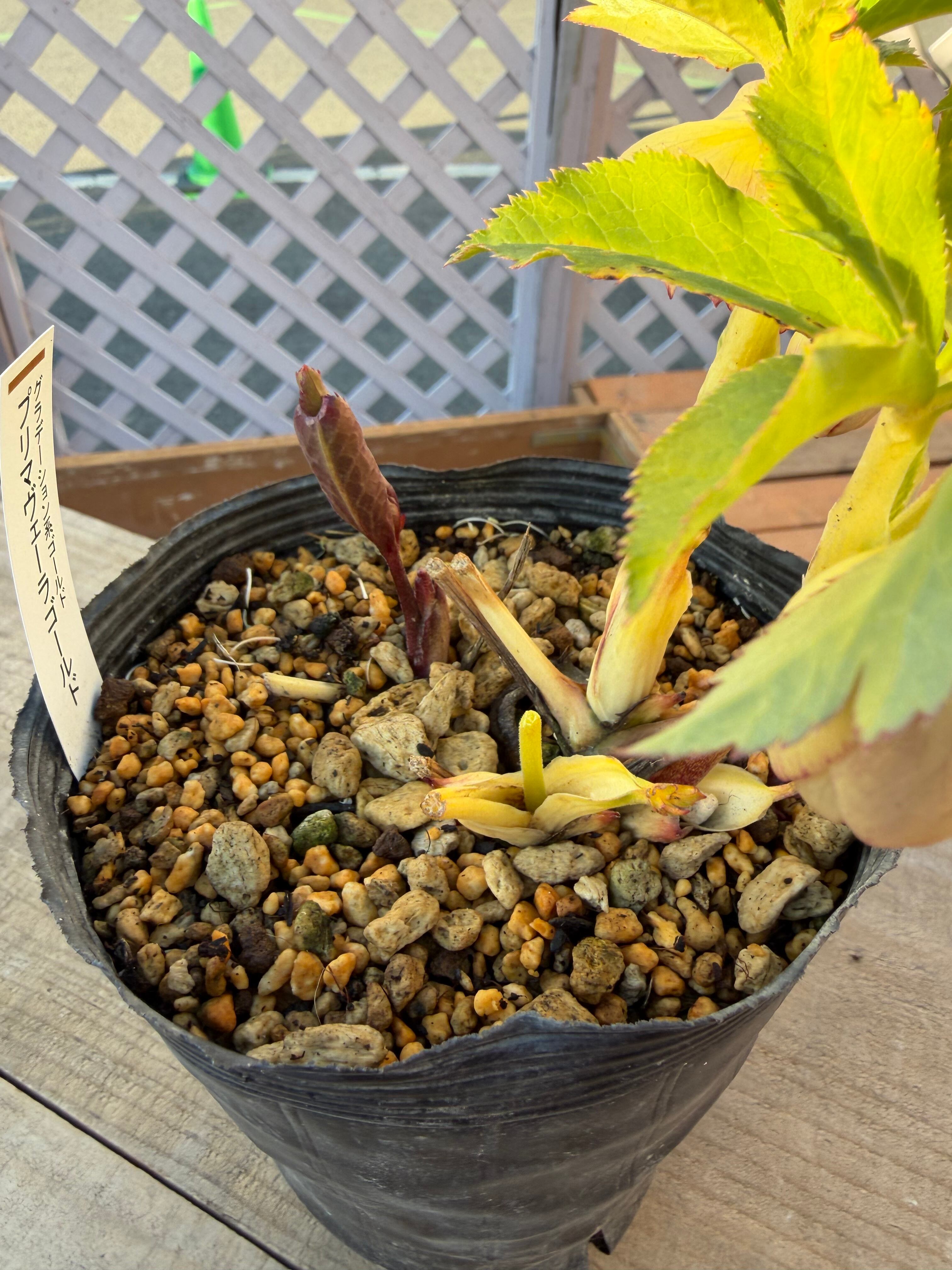 プリマヴェーラゴールド 加藤農園 クリスマスローズ【Ka92】送料無料