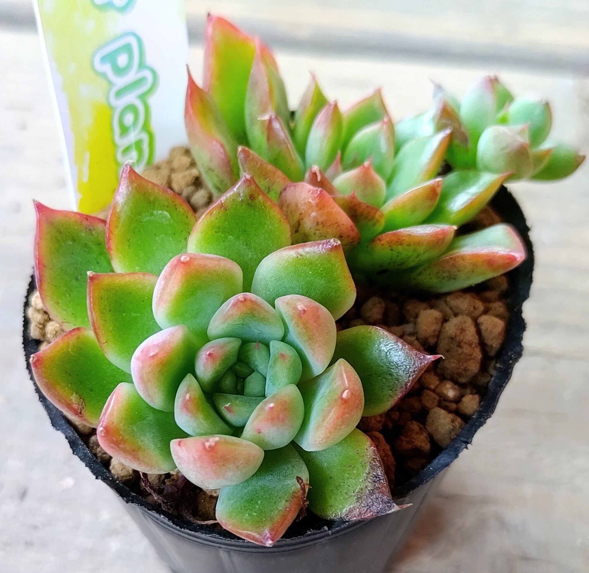 メルカリ便】 龍鱗蓮華 ミックスベリア 多肉植物 おらいさん苗