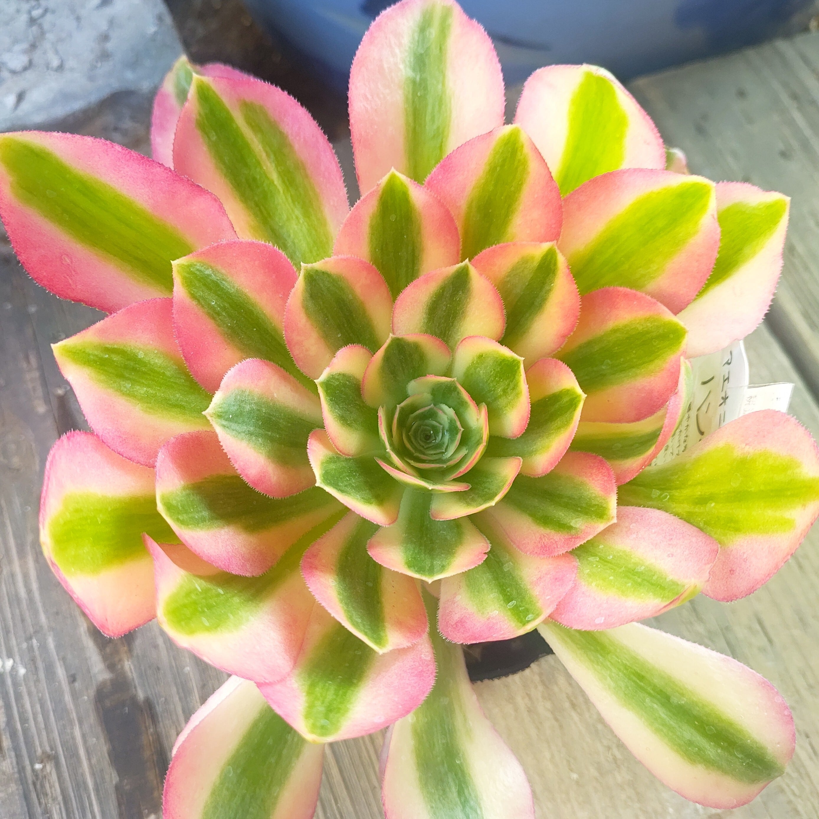 アエオニウム | RuPo 多肉植物専門店