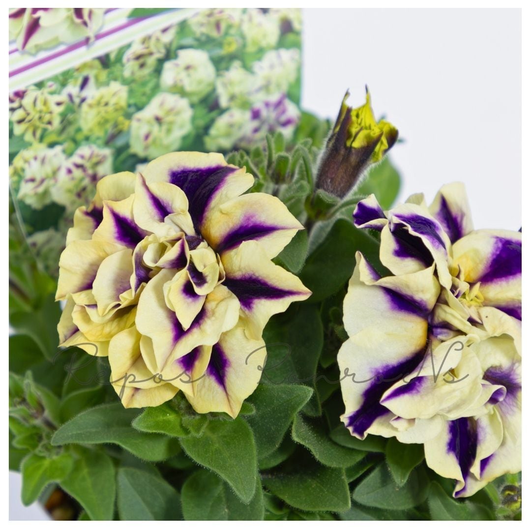 ペチュニア:ピスタチオパフェ(3.5号)八重咲きペチュニア 花苗 ペチュニア苗