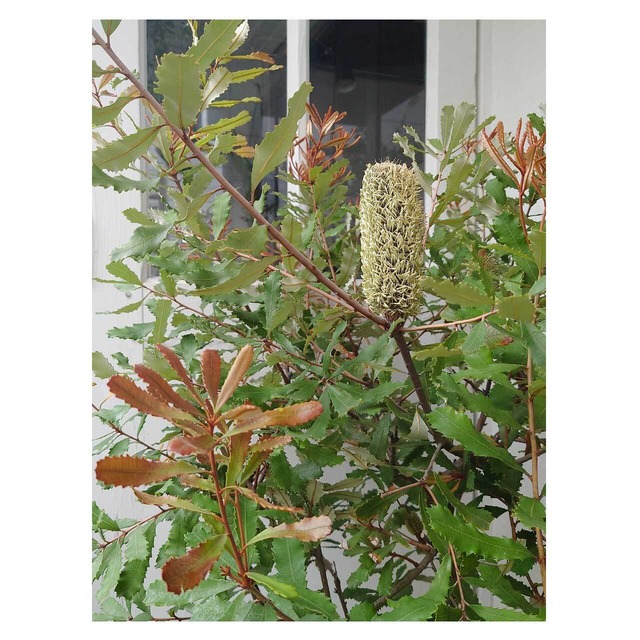 Banksia oblongifolia