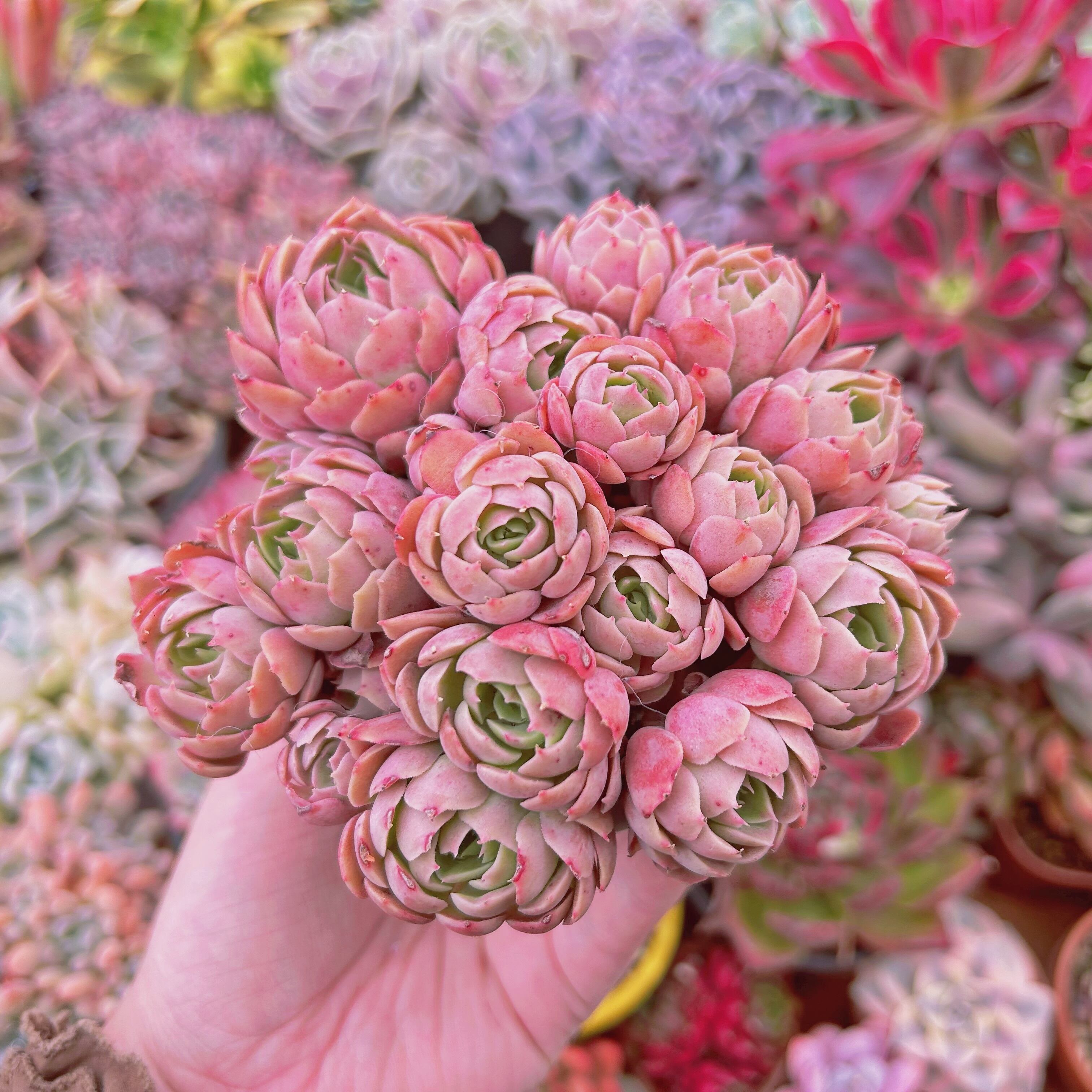 デザートローズの置物 デザートローズ | 縁切り、人間関係の置き物 | 開運パワーストーン