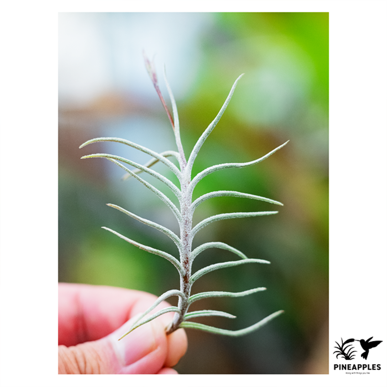 Tillandsia capillaris (Til-1044) - 4