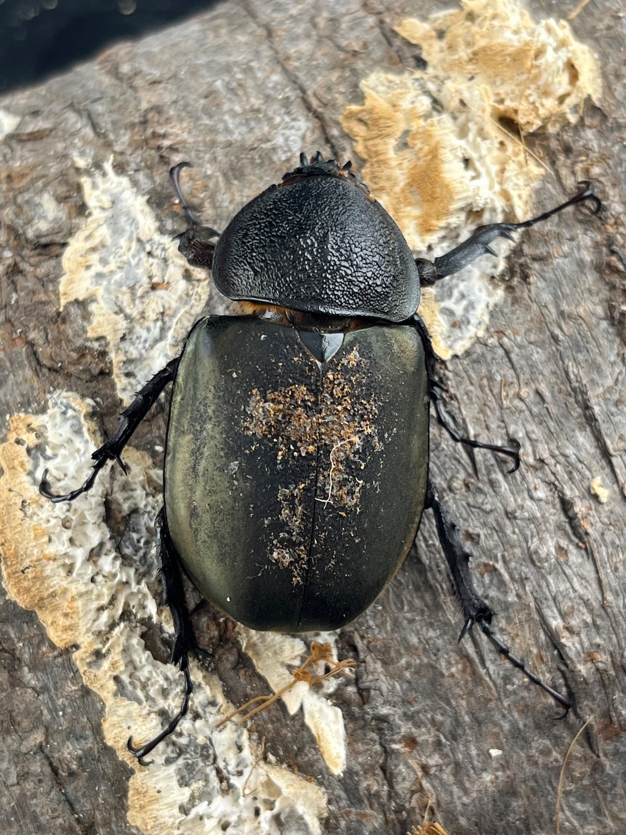 《ミンダナオアトラスオオカブト マラグサン産 50.5mm ♀単》