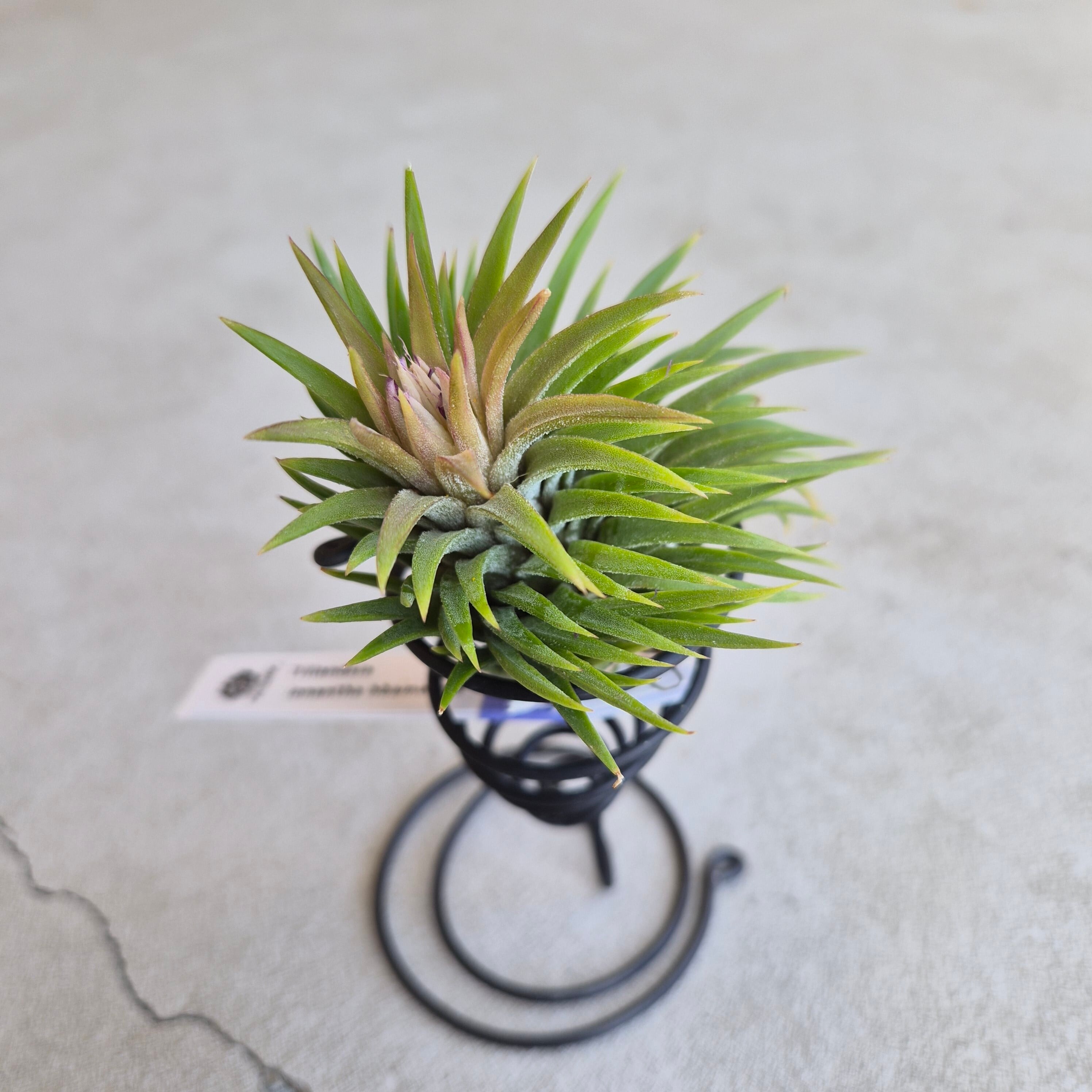 Tillandsia ionantha 'Huamelula' チランジア・イオナンタ・ウアメルラ