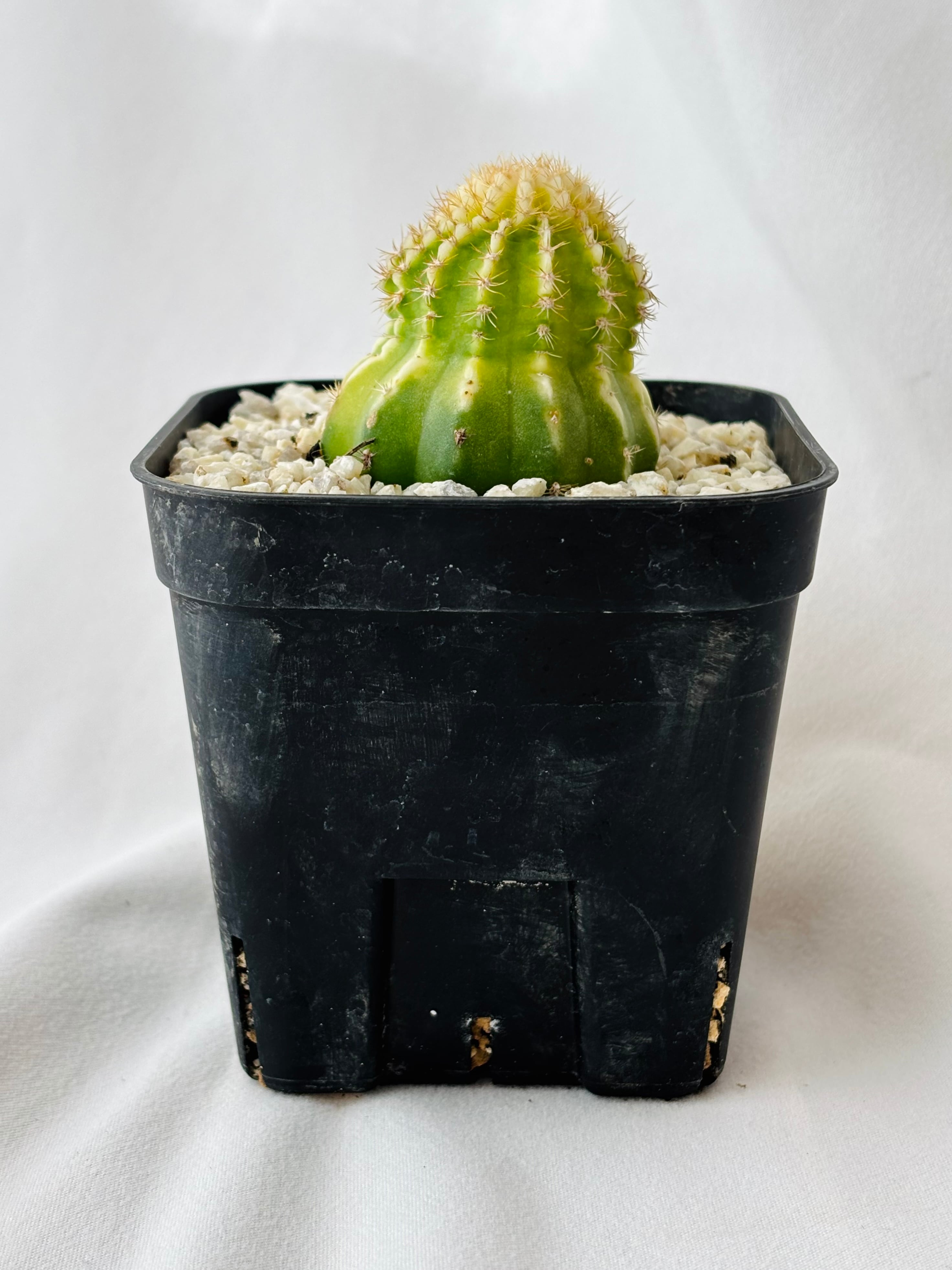 Echinopsis エキノプシス ロイホワイト サボテン | plants MARU