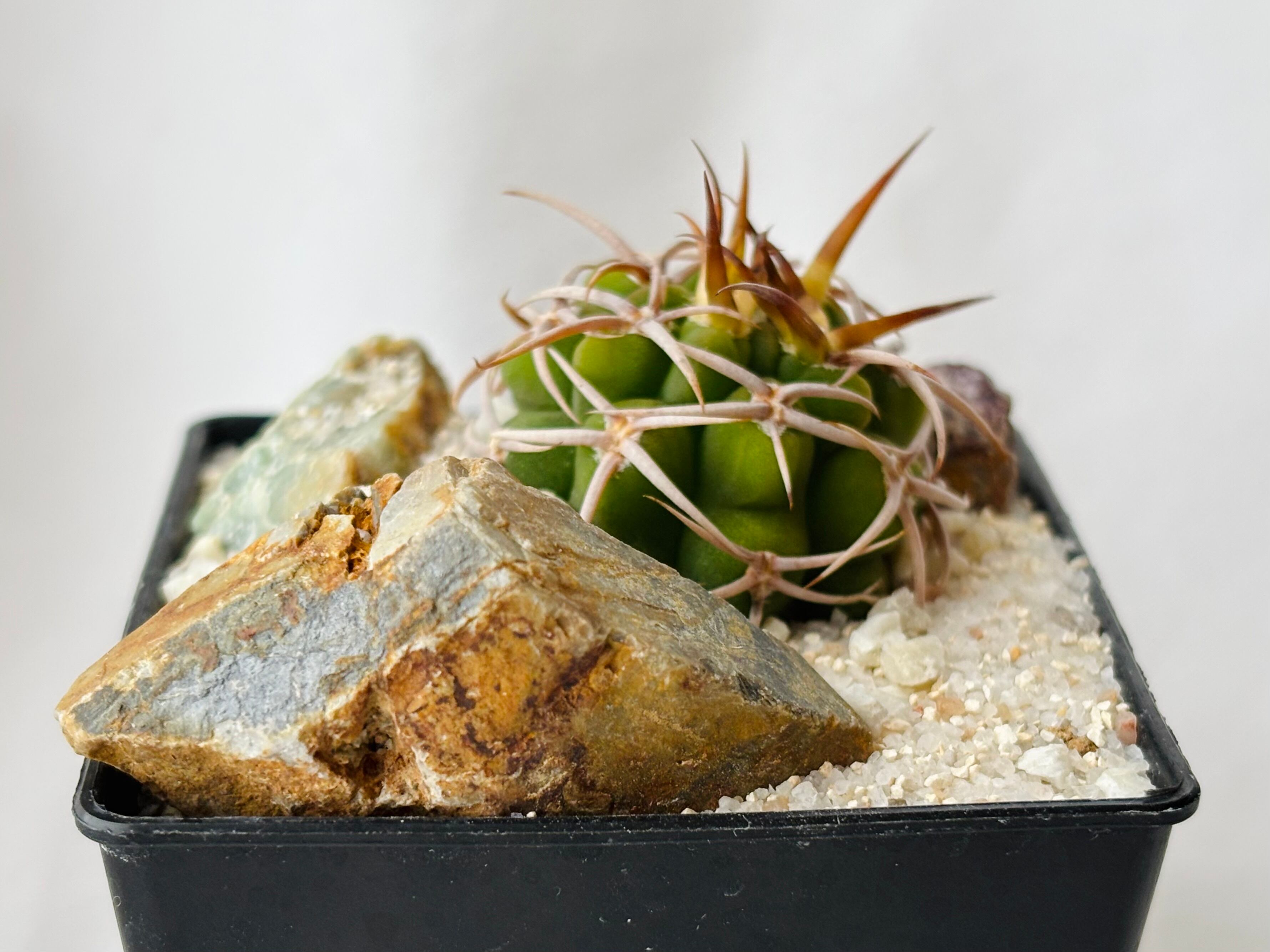 Gymnocalycium mostii ssp. ferocior ギムノカリキウム フェロシオール