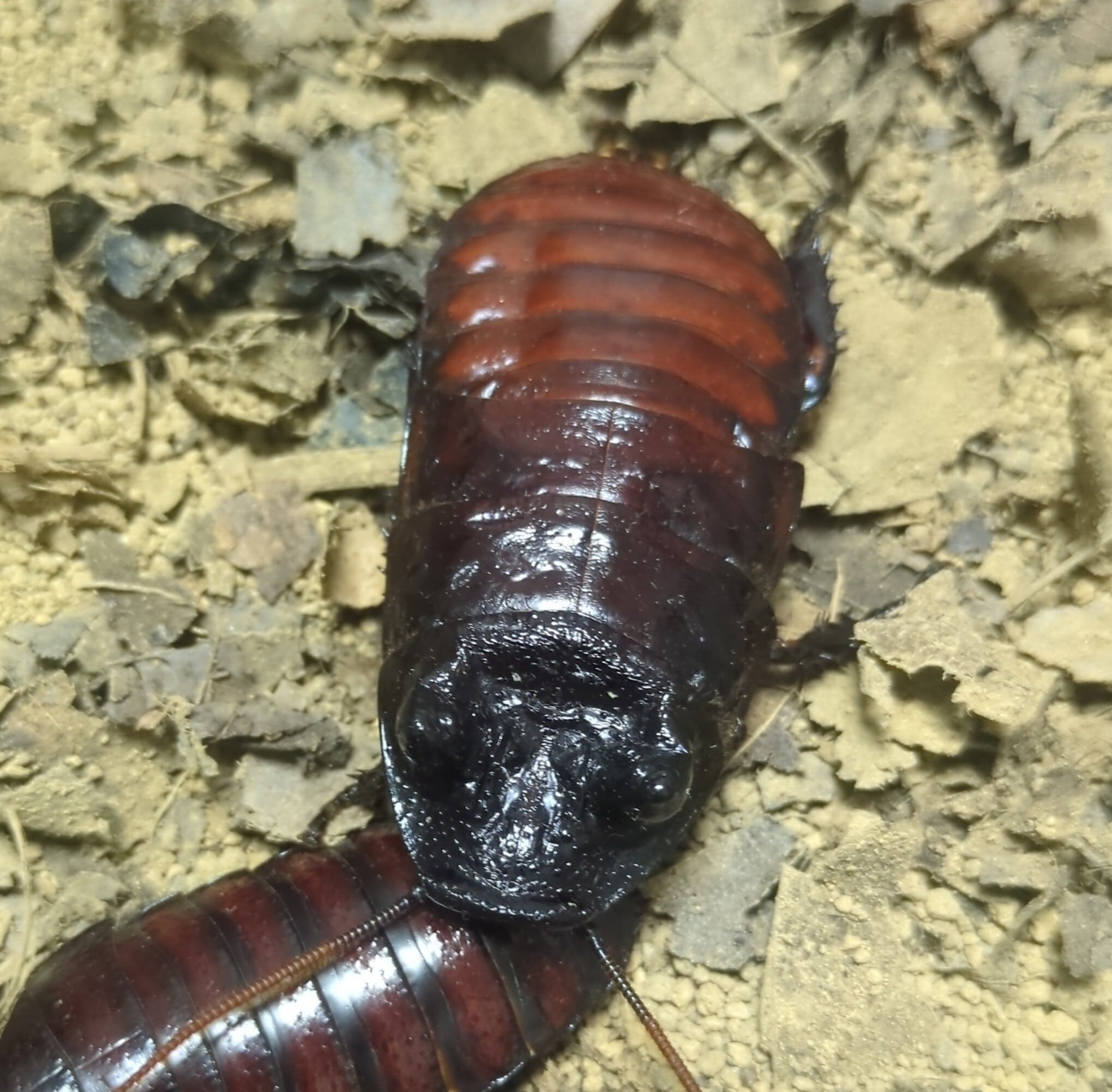 マダガスカルヒッシングローチ(オブロンゴナタ)アダルトペア | ワラ