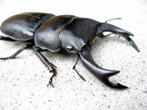 ニジイロクワガタＧ系　成虫　♂1頭 + ♀3頭 　合計4頭 　※2416-51 ◇ニジイロクワガタ・green③成虫 ♂♀ペア♂ 60.8mm ♀FREE | g