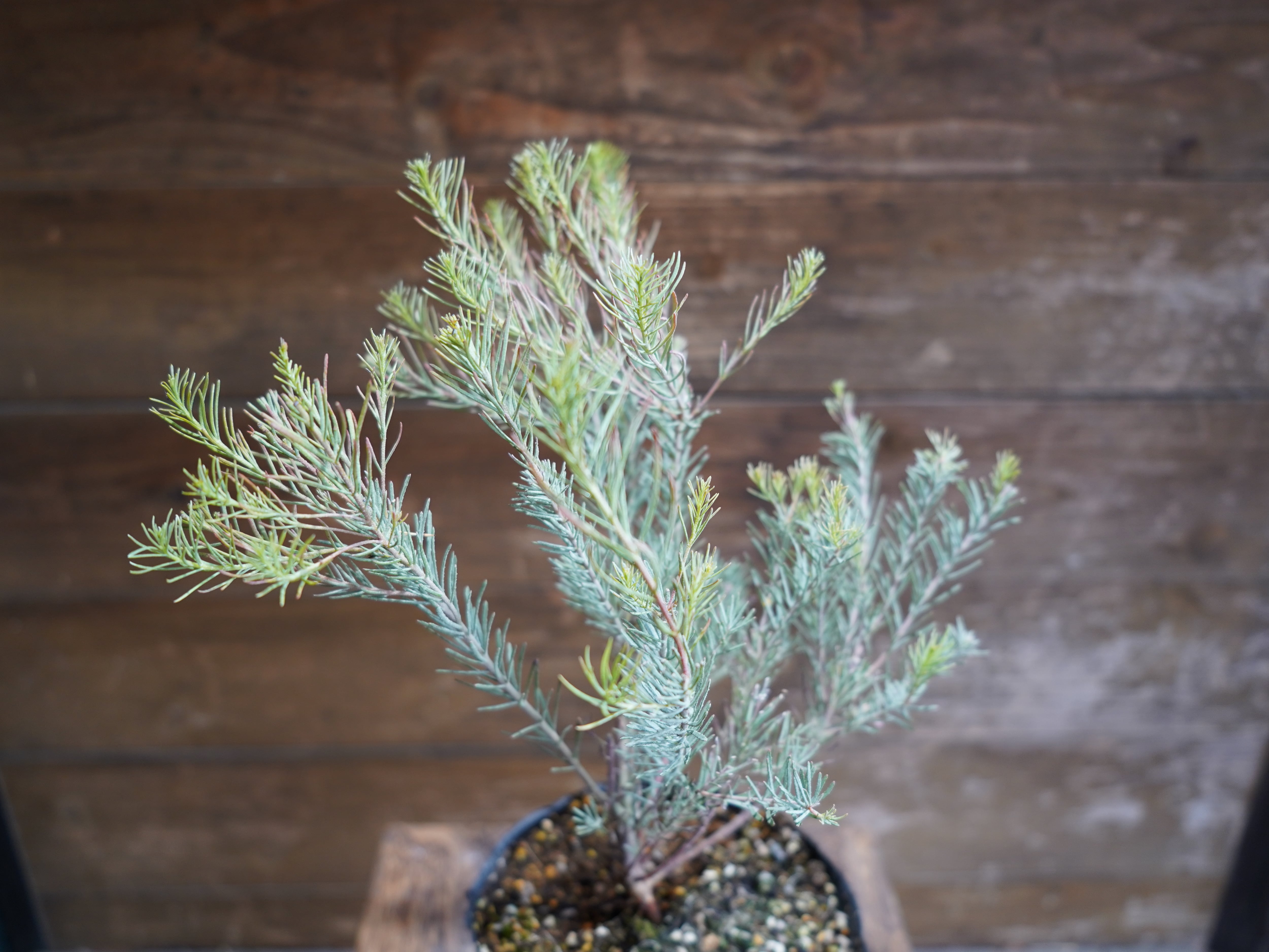 【現物】ユーカリ　”フォーマニー”　A