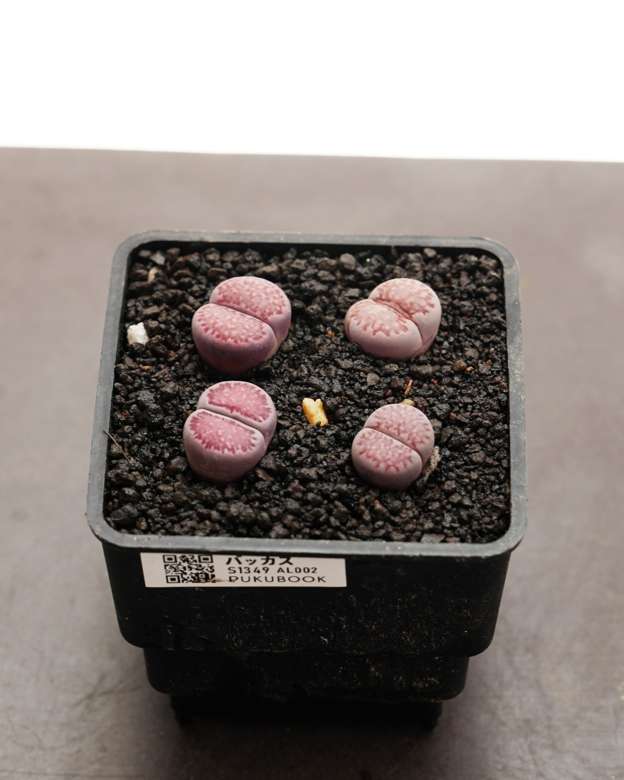 抜き苗 カンテ Echeveria cante | PUKUBOOK SUCCULENTS