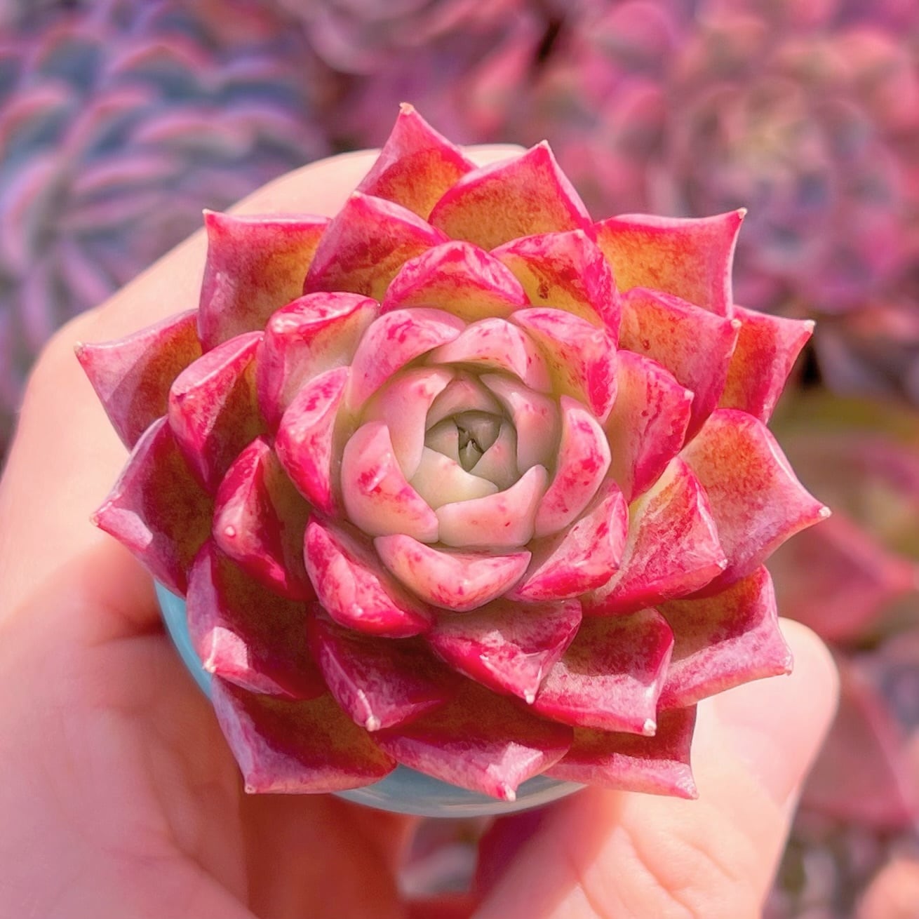 多肉植物　ローズクィーンxMalgan(1〜2頭)　新入荷　るる農園