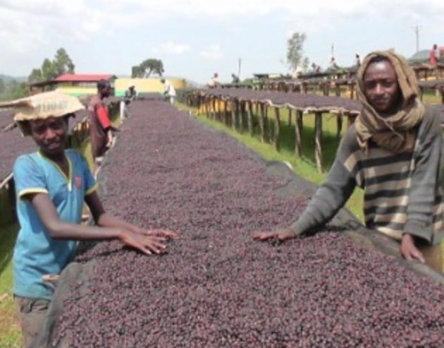 エチオピア グジ ゲイシャ ジャスミンG1 ナチュラル 300g | Chikage