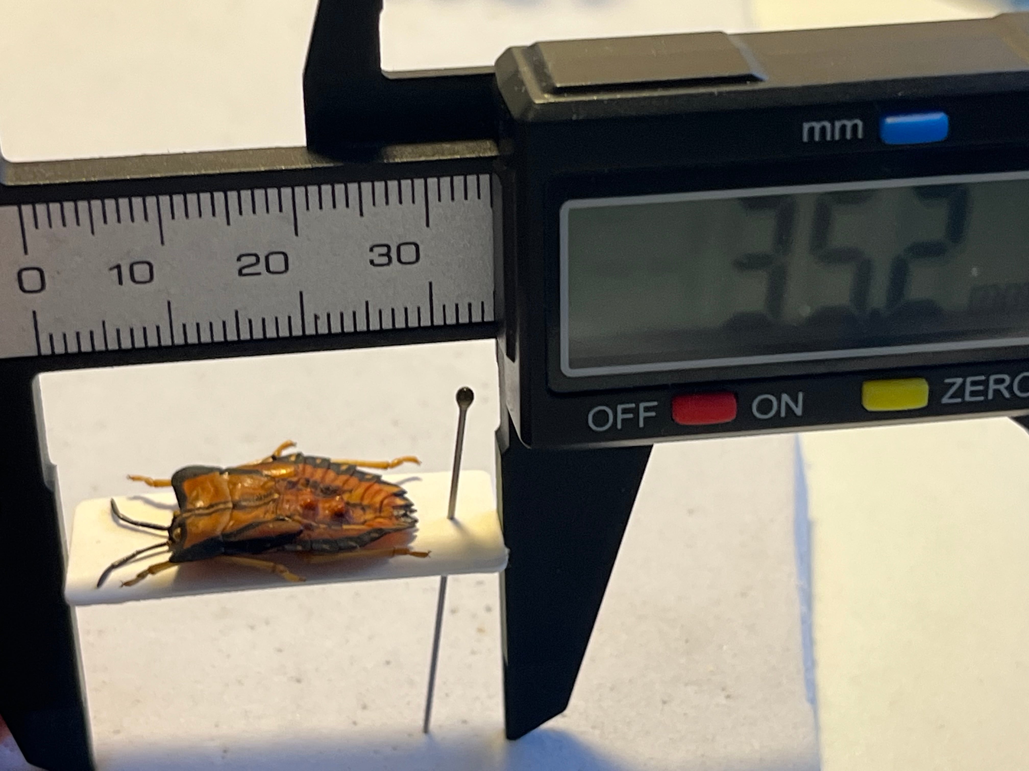 塗壁感のあるライチオオカメムシに酷似のカメムシ 標カミキリタマムシスハンダエ 塗壁感のあるライチオオカメムシに酷似のカメムシ 標カミキリタマムシ