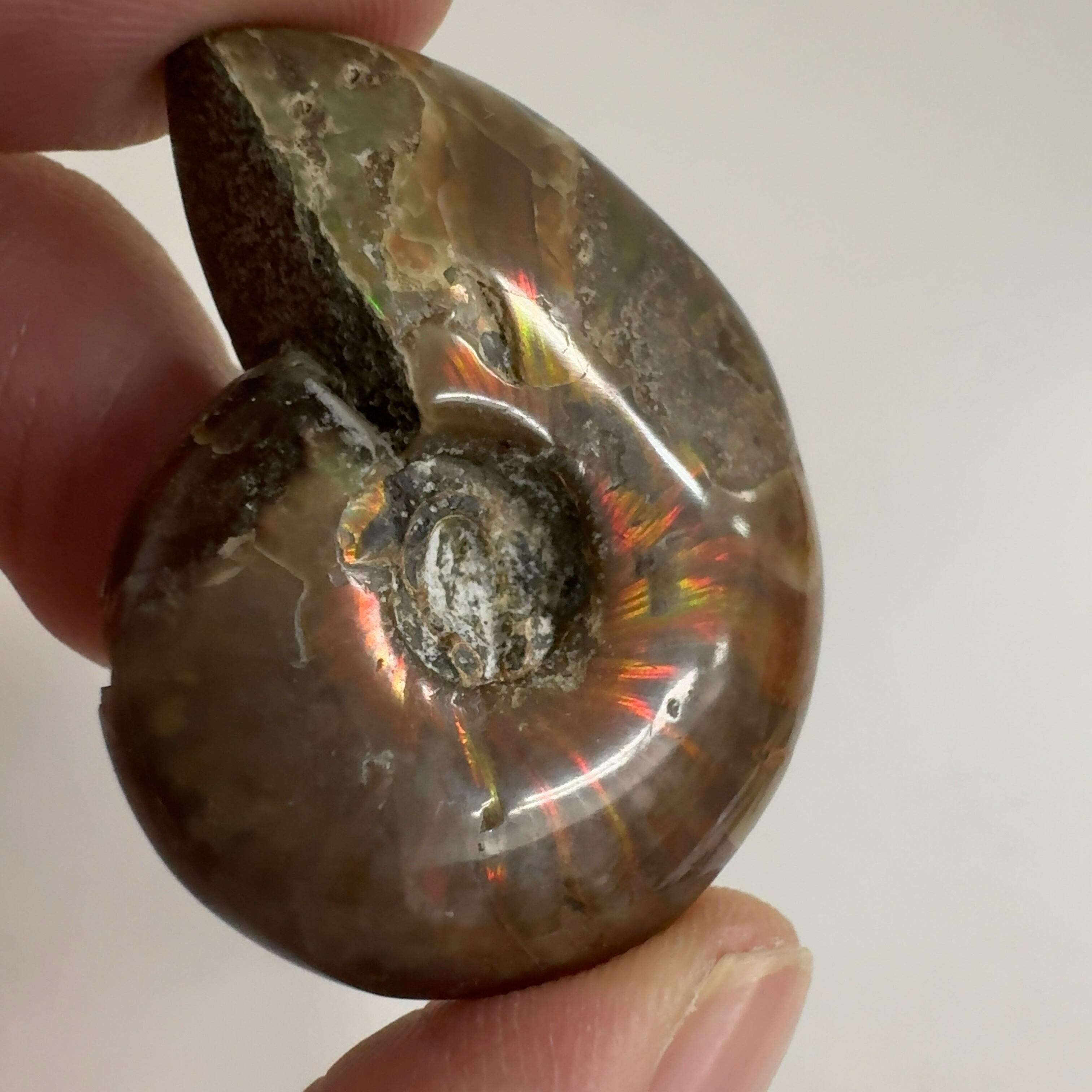 化石]アンモナイト（菊石） | クリスタル・ワールド御徒町店