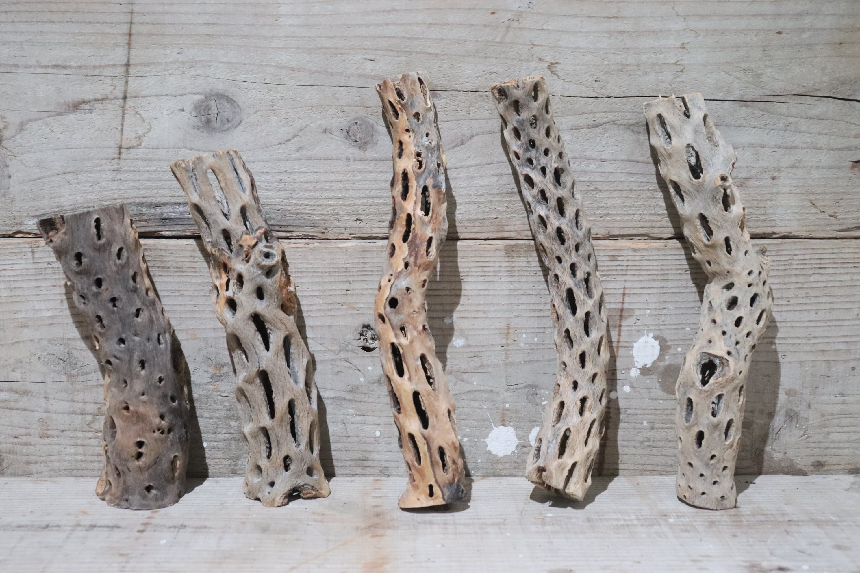 送料無料】カクタス スケルトン L (21-30cm) [L1-5] | plane plants