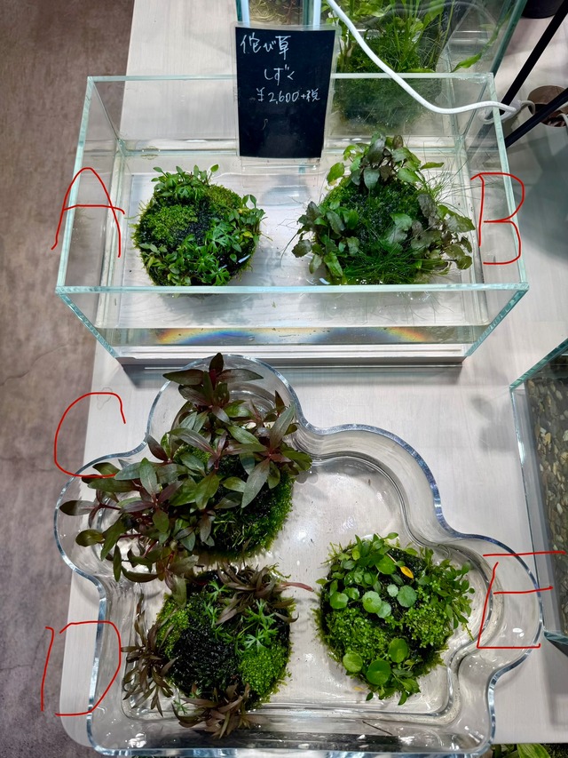 【ADA】ADA侘び草しずく！ついに発売！（写真の現物配送です！あかだまちゃん激推し水草の寄せ植えです。水中でも半水中でも楽しめます）