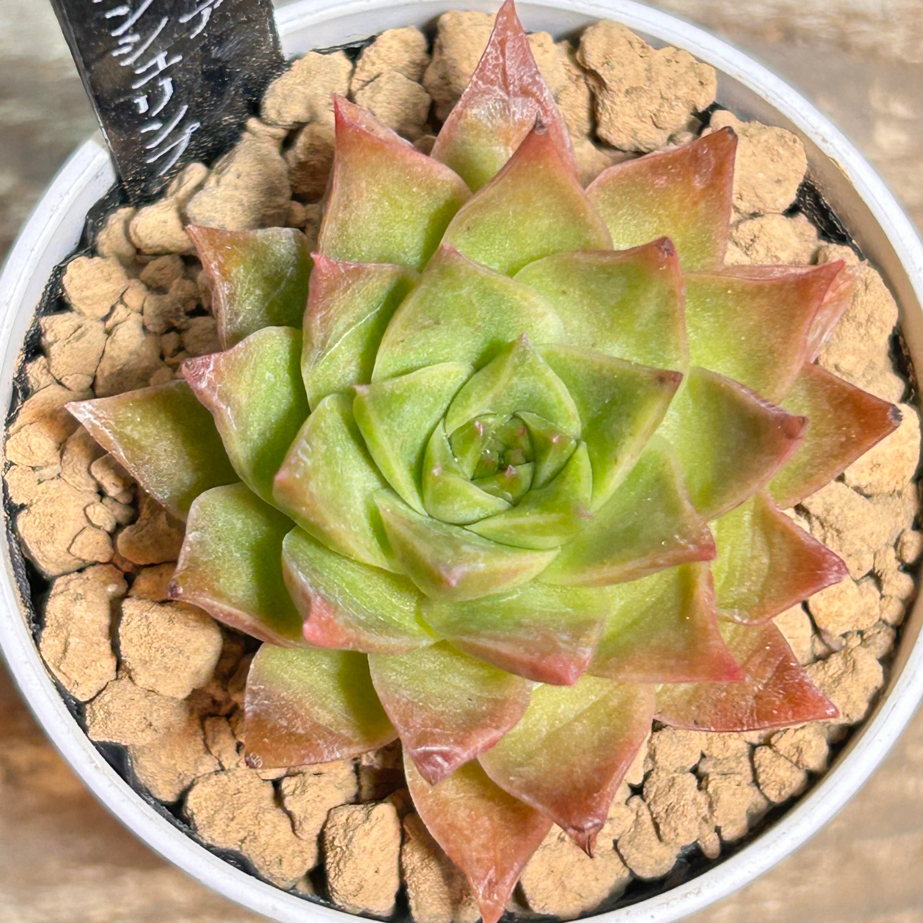 Top【選抜株】多肉植物　362918シュリンプ　ダンプリングズ　54個　鉢無し スキンシュリンプ | RuPo 多肉植物専門店